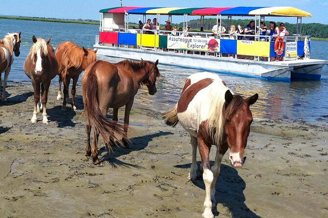 Wild Ponies at Assateague Island