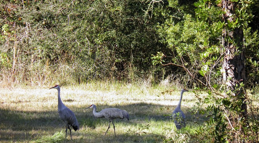 Sandhill Crane Migration