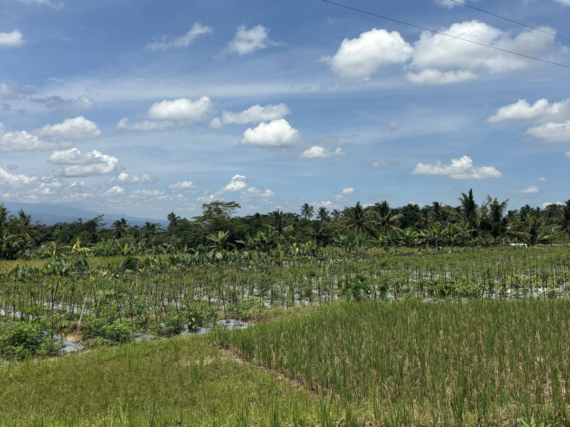 Rice fields in the village near Temanggung 