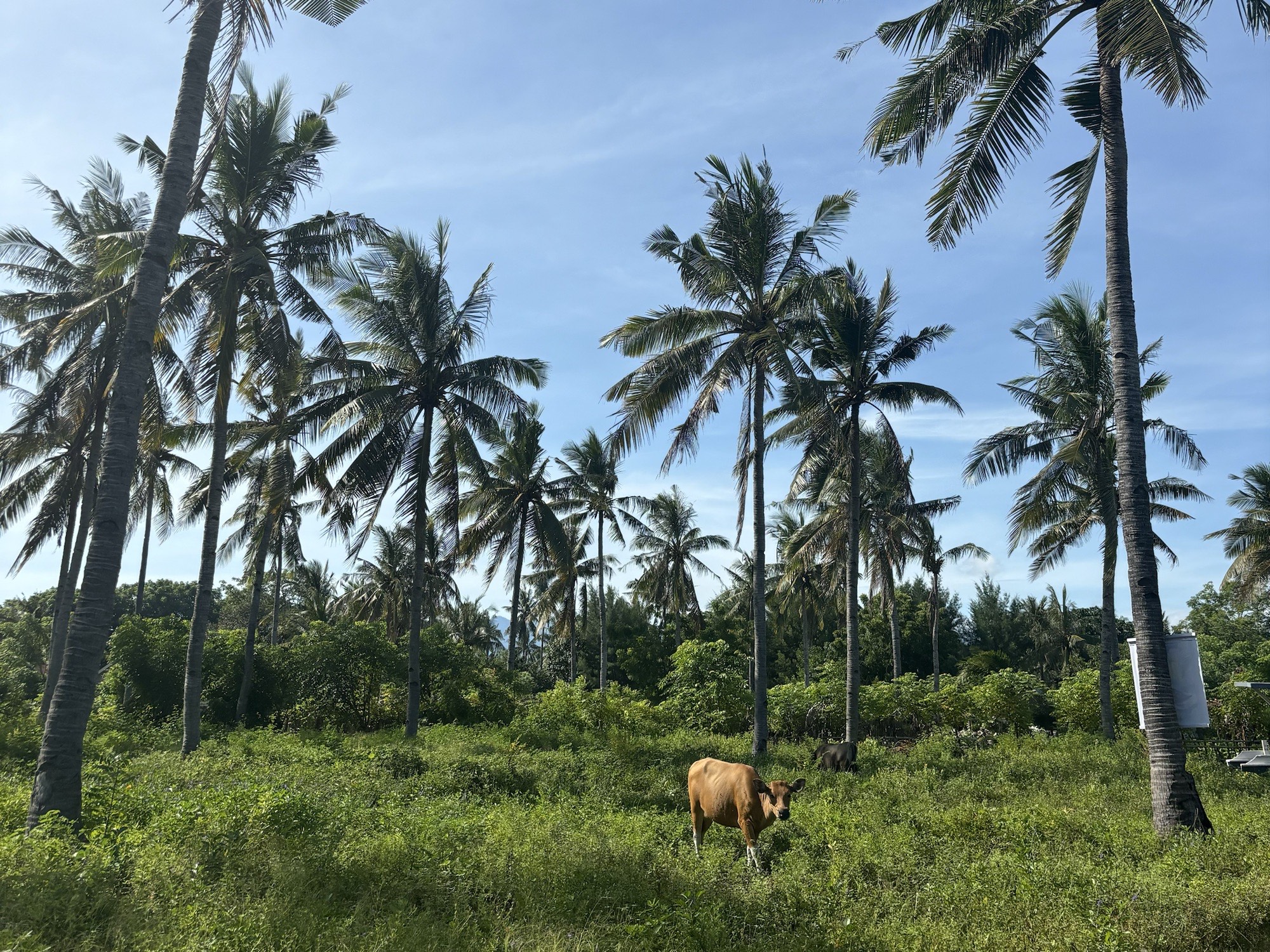 The lush greenery of the island 