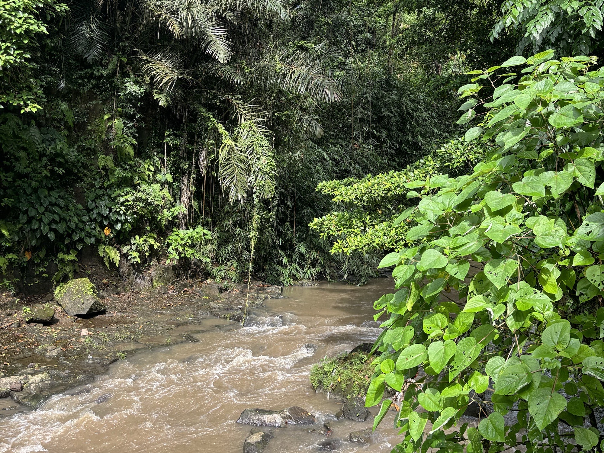 Nature surrounding the House Of Om Campus. 