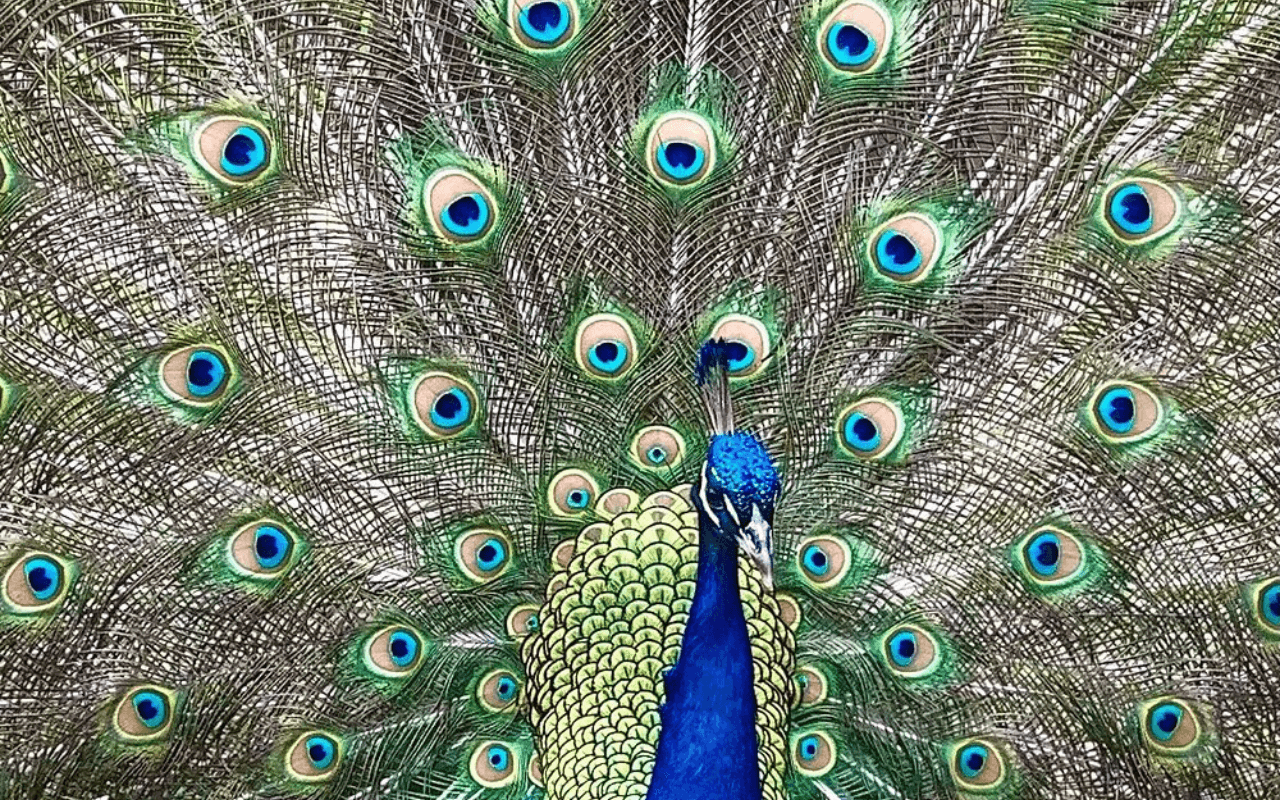Peacock at Mayfield Park