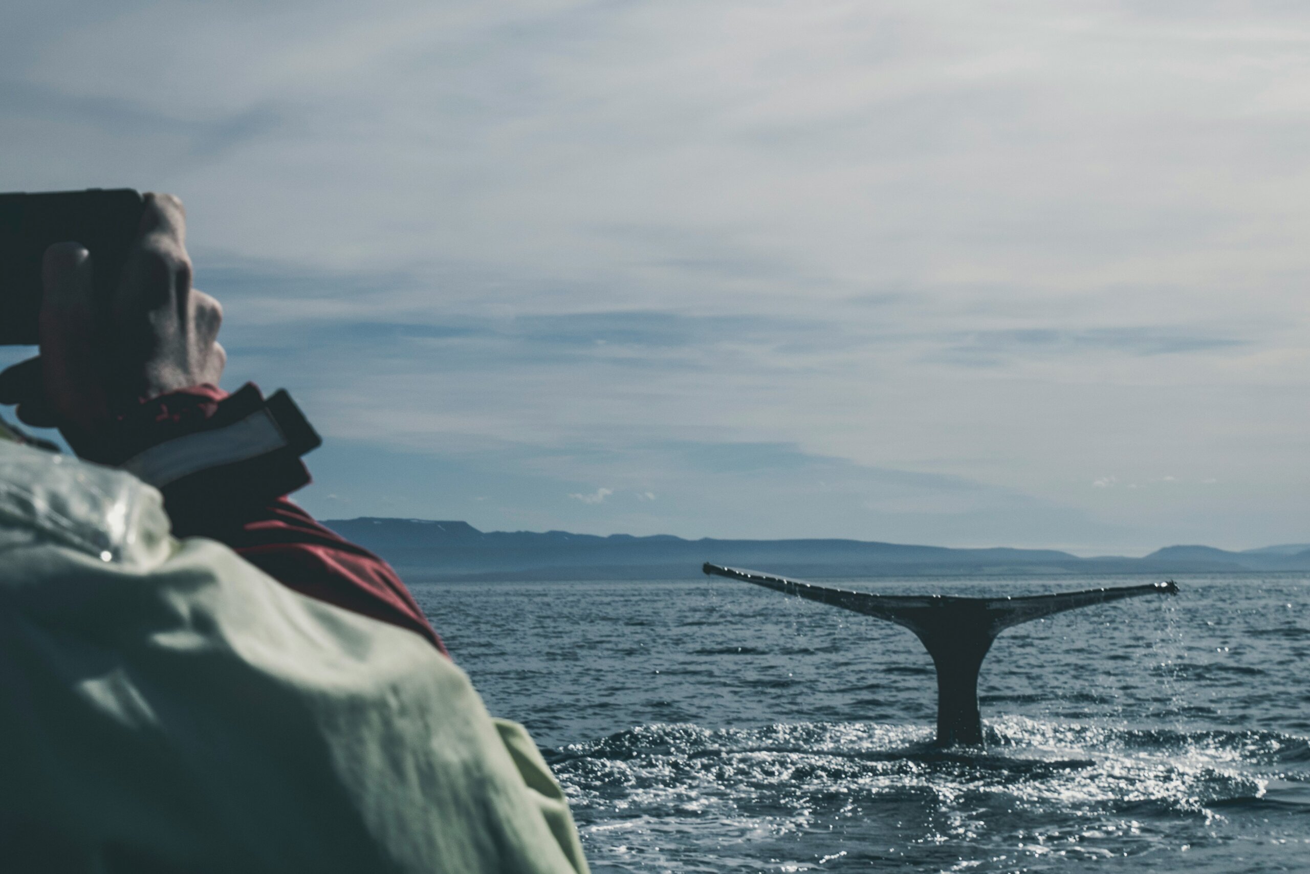 whale watching in húsavík