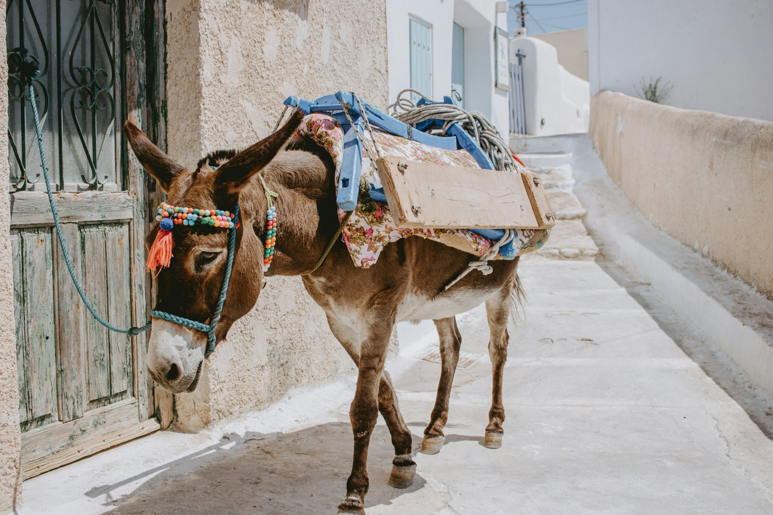 sleepy donkey in pyrgos, santorini