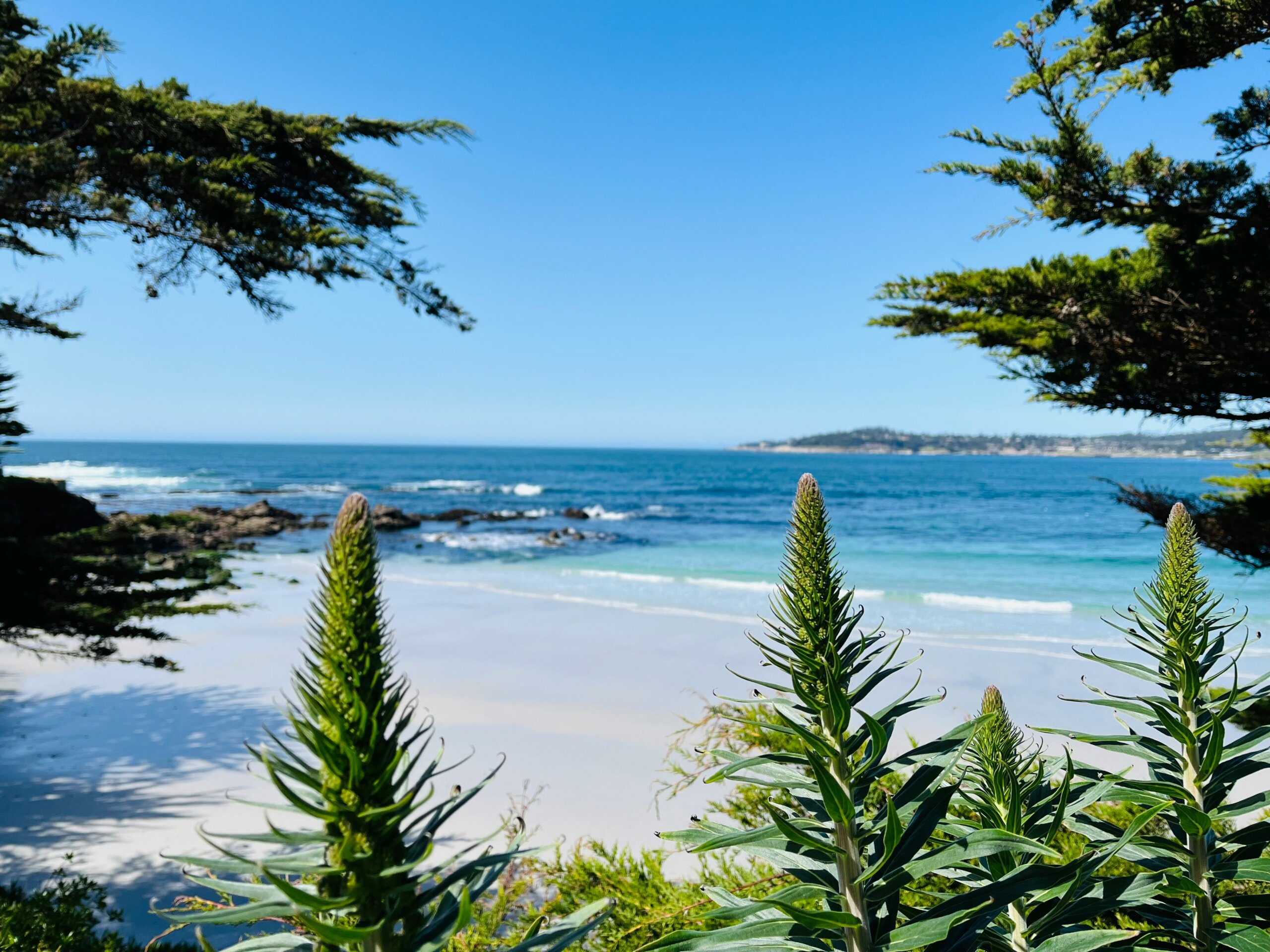 Sunny coastal view of Carmel Beach, California, with lush greenery in the foreground, turquoise waves, and a clear blue sky.