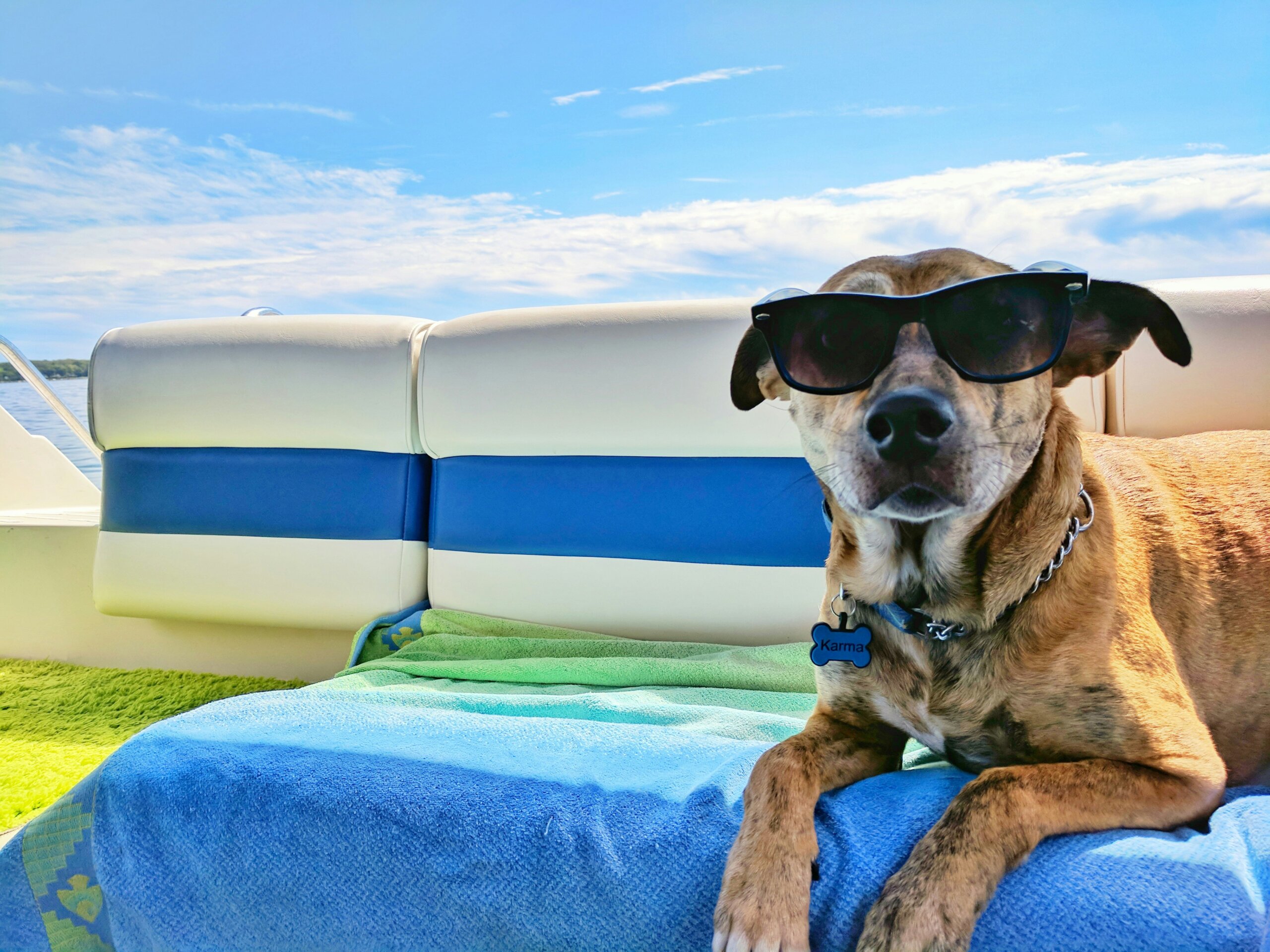 dog on a boat