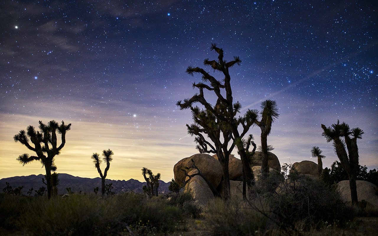 stars in the sky at joshua tree national park