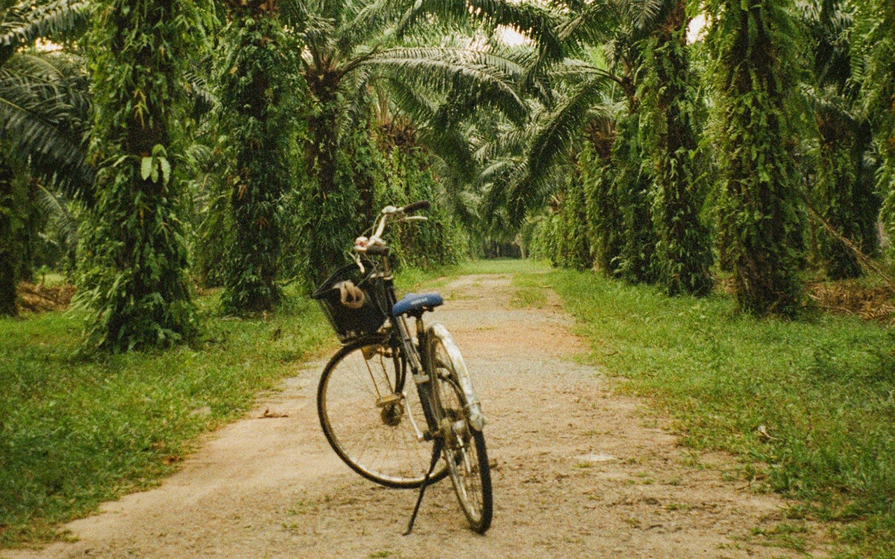 Bike in a tropical location