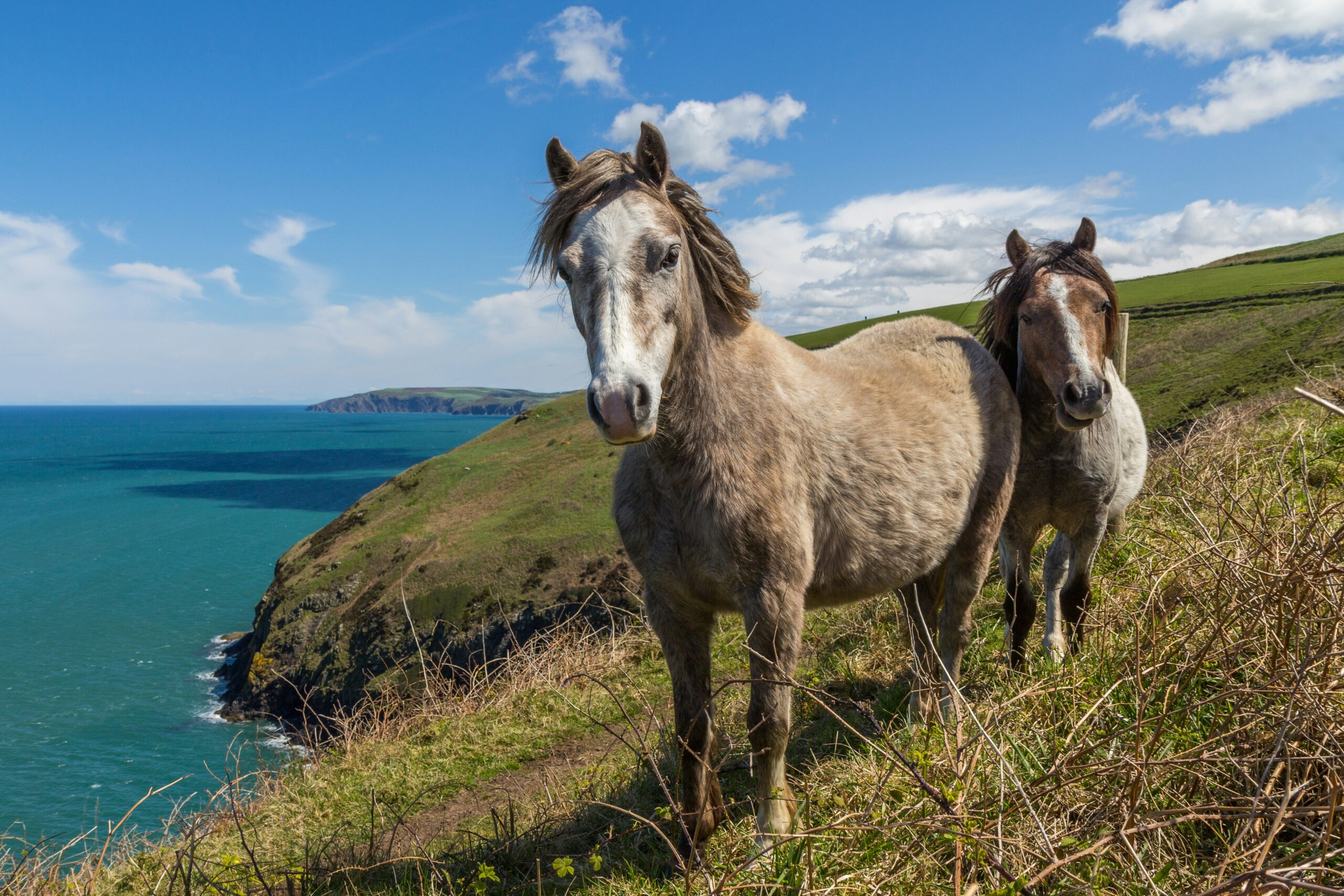 horses near the beach