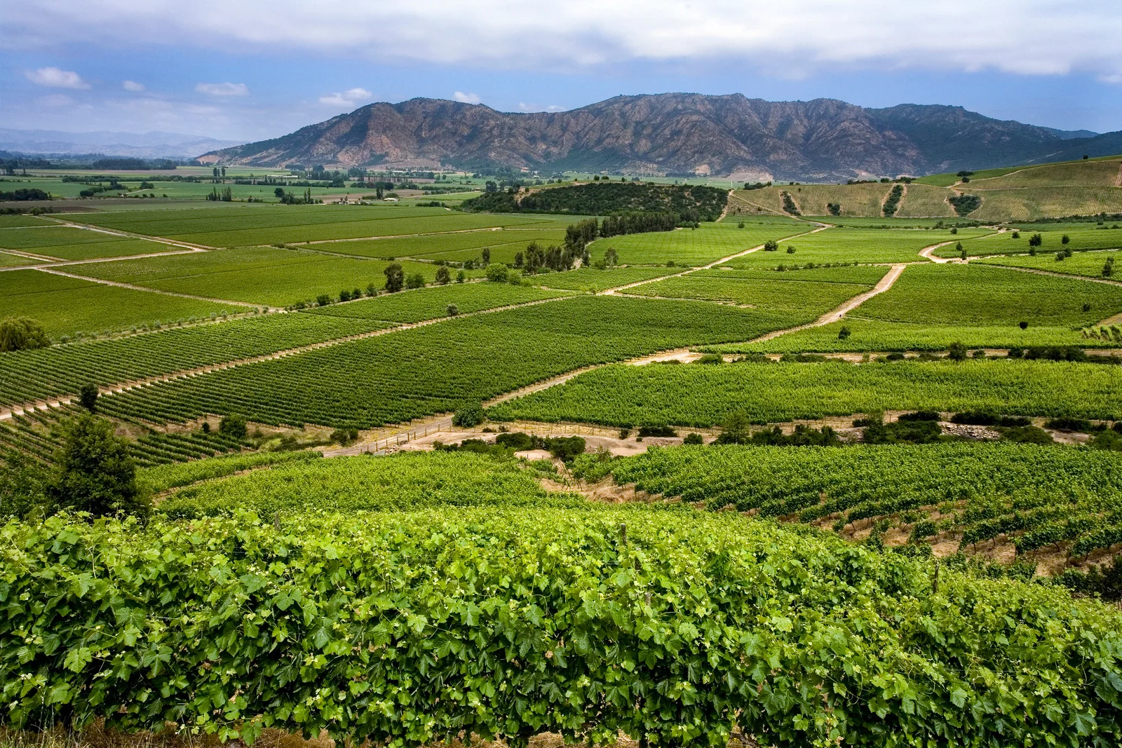 The rural, lush green vineyards of Colchagua Valley, Chile.