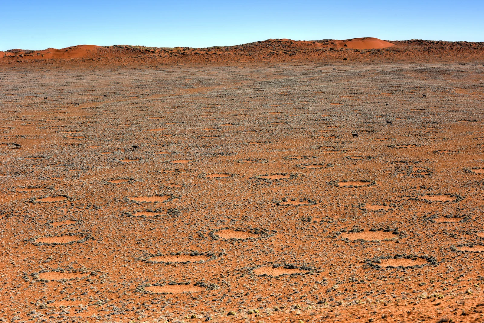 Fairy Circles