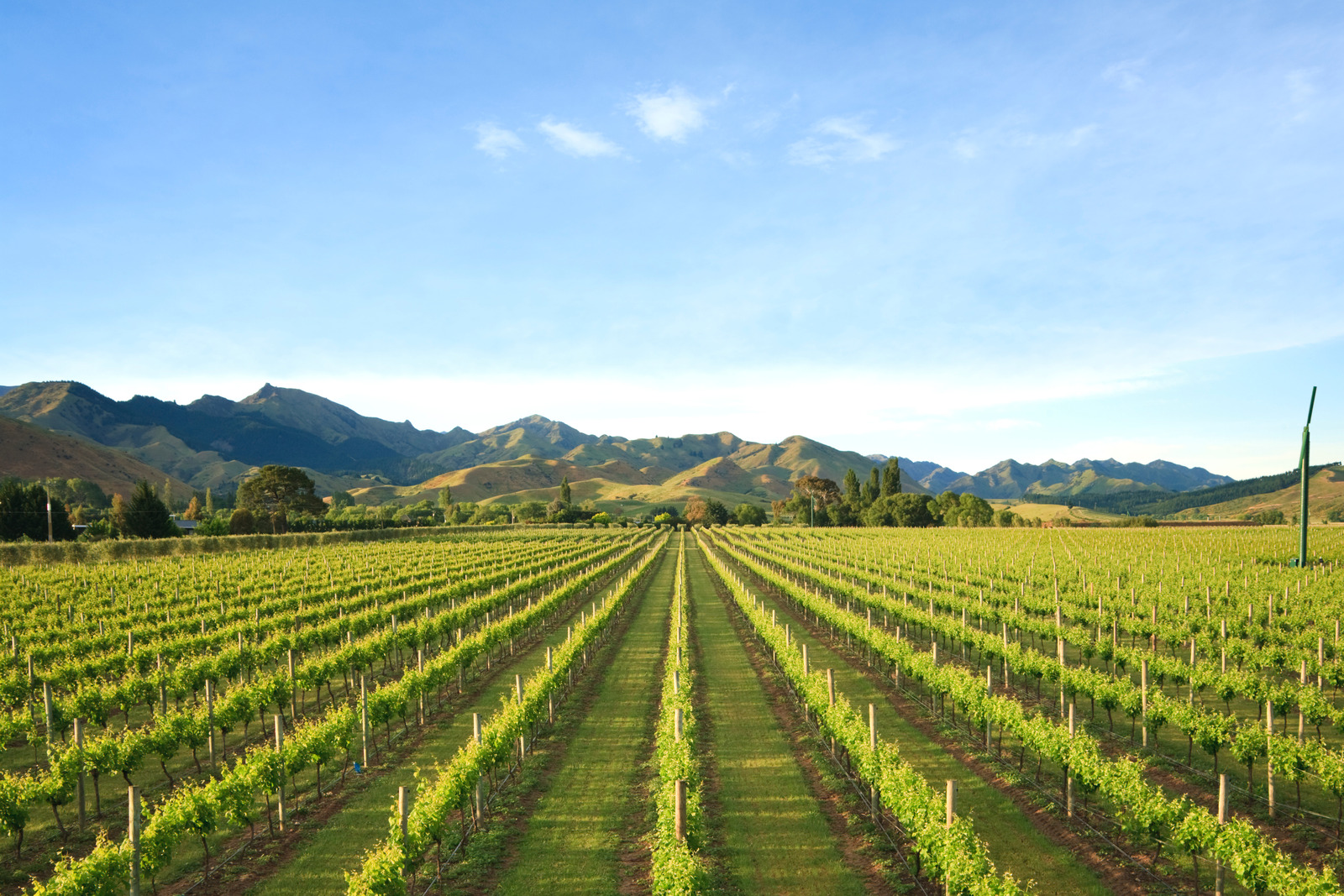 Scenic vineyard in Marlborough, New Zealand, featuring rows of grapevines set against a backdrop of sunlit mountains and clear skies. Famous for its award-winning Sauvignon Blanc, the region offers breathtaking landscapes and world-renowned wine experiences.