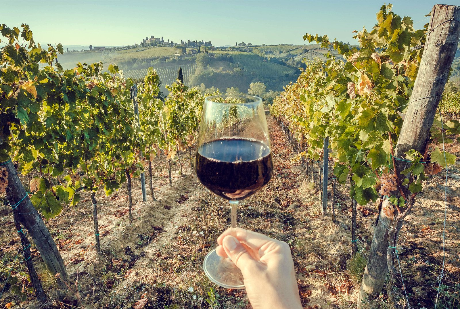 Woman holds a glass of red while strolling through a vineyard in Tuscan countryside.