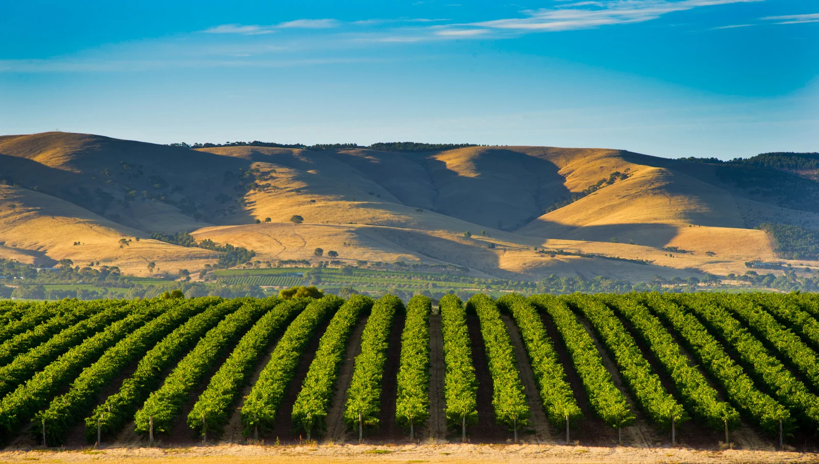 Sunlit vineyard in McLaren Vale, South Australia, with rows of lush grapevines stretching across rolling hills under a clear blue sky.