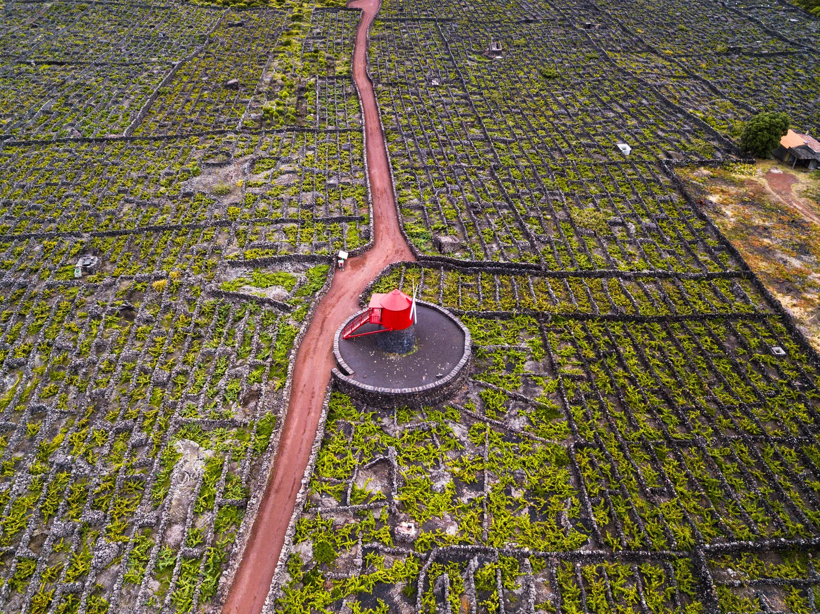 Volcanic Vineyards of Pico Island