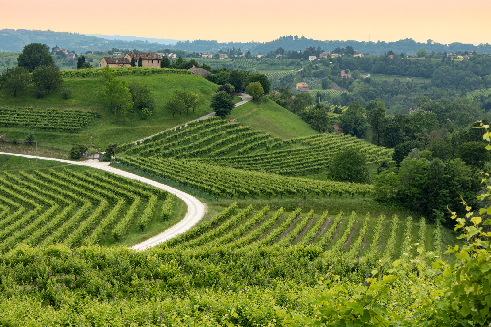 Lush green rolling hills lined with vineyards and charming historic homes in Veneto, Italy.