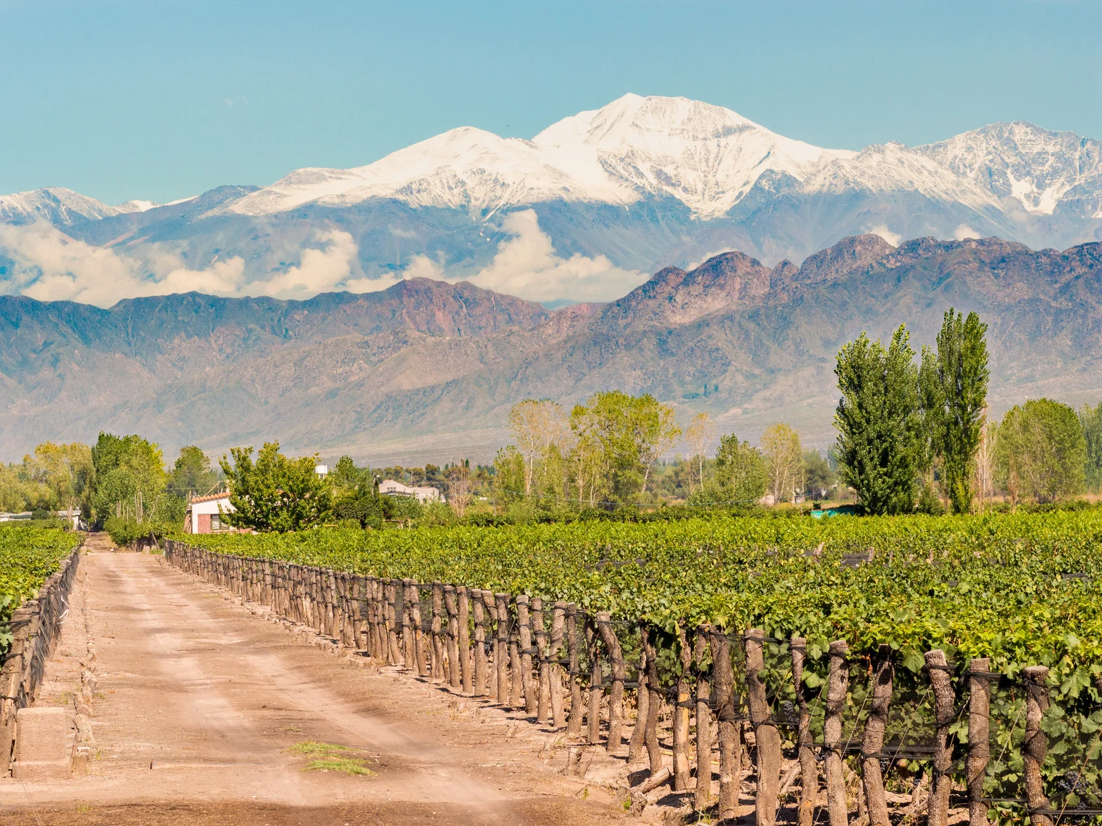 Flourishing vineyards surrounded by snow-peaked mountains in Mendoza, Argentina.