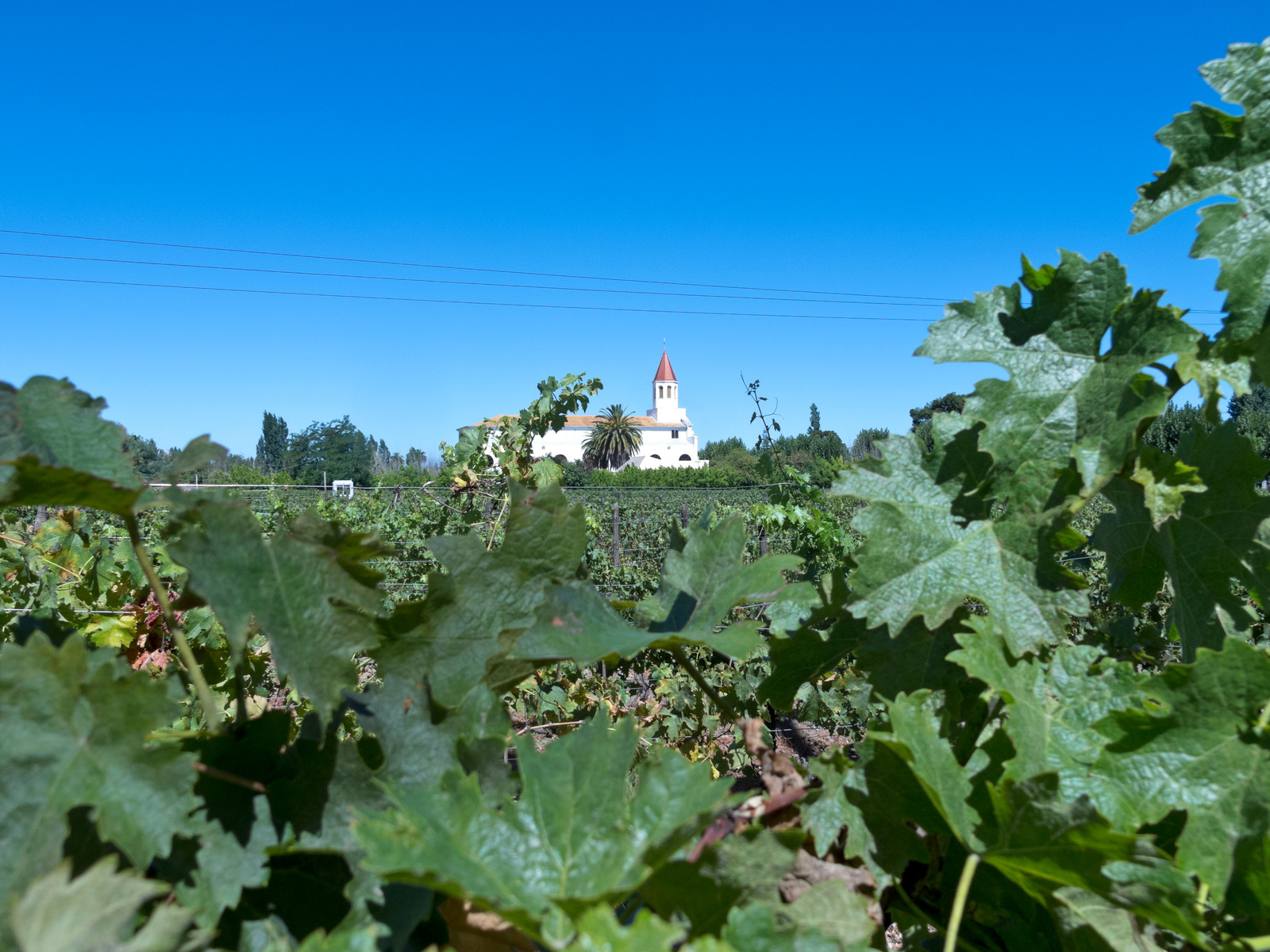 Vineyard with a stunning historic Spanish-style estate in the background.