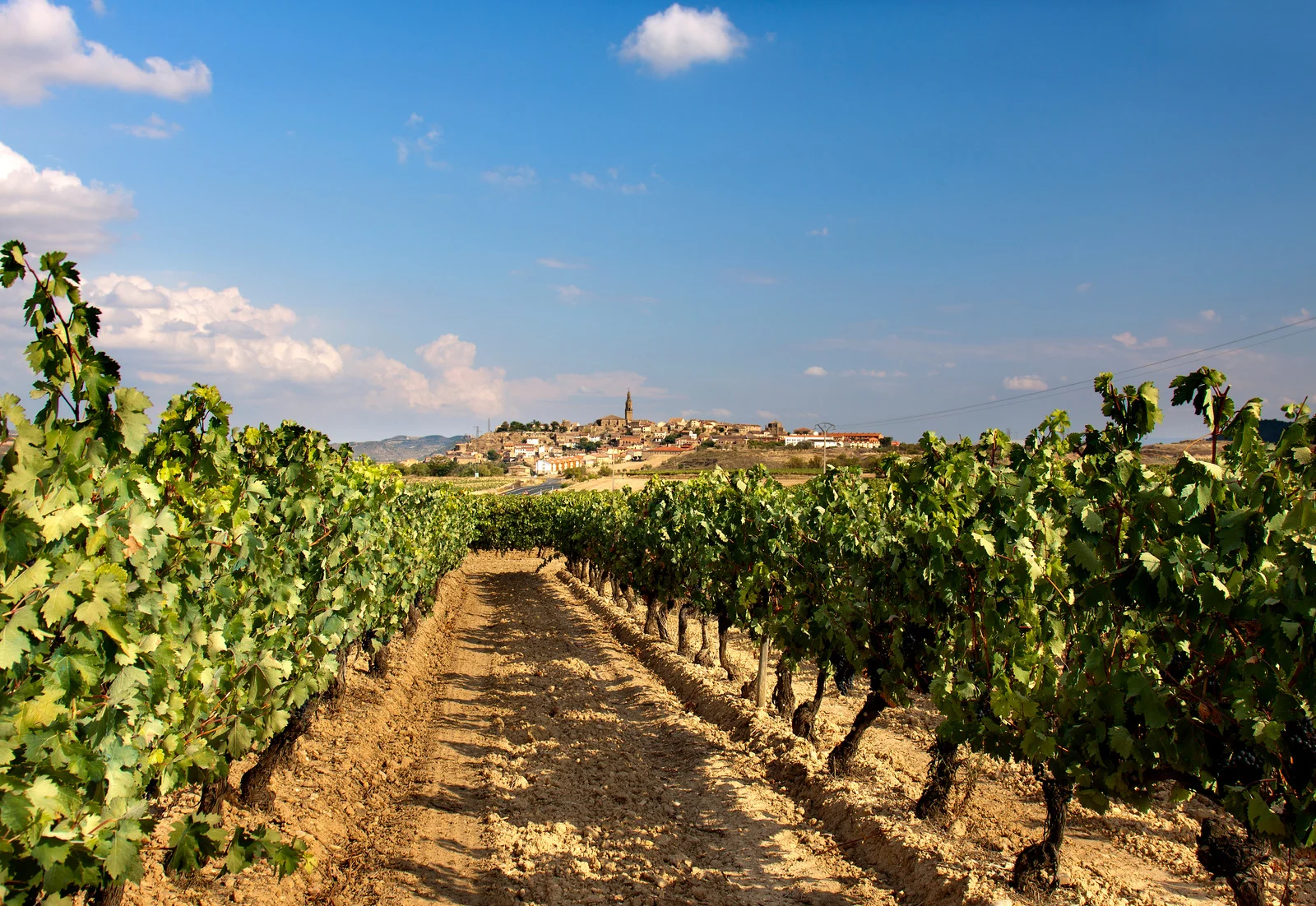 Vineyard in Rioja, Spain.