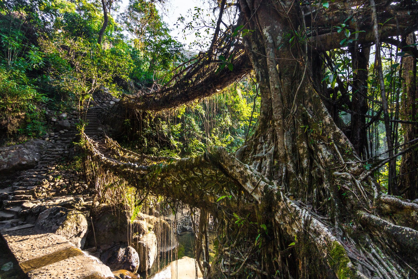 Living Root Bridges
