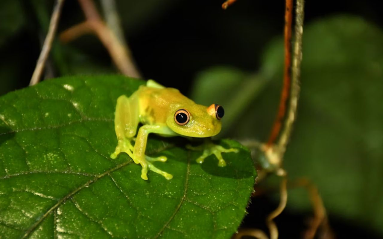 Volunteers in the Amazon rainforest monitoring wildlife and biodiversity.