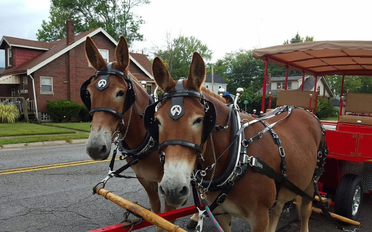 Horsed drawn carriage on Gorman Heritage Farm