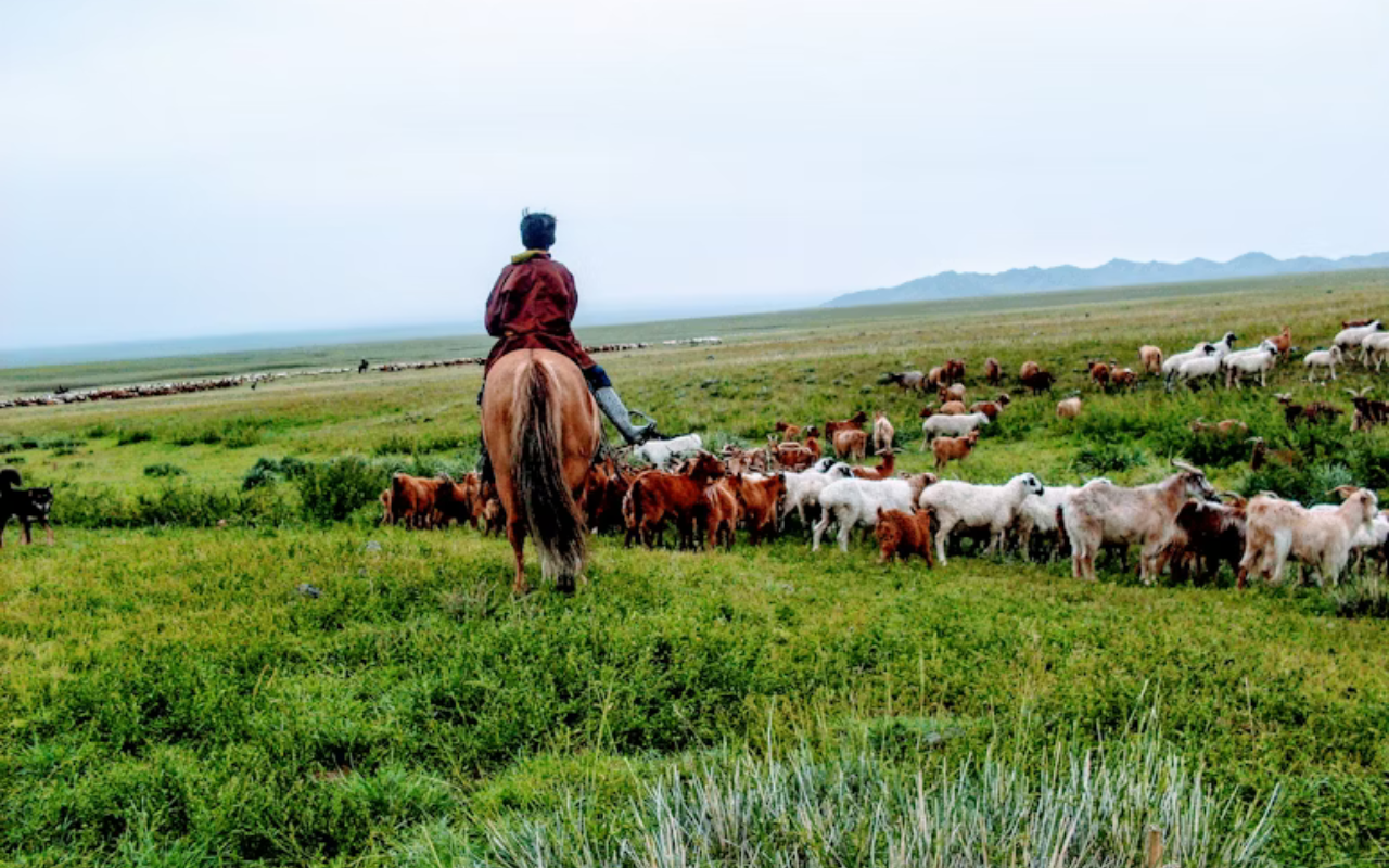 Volunteer living with a nomadic family in Mongolia to record cultural traditions.