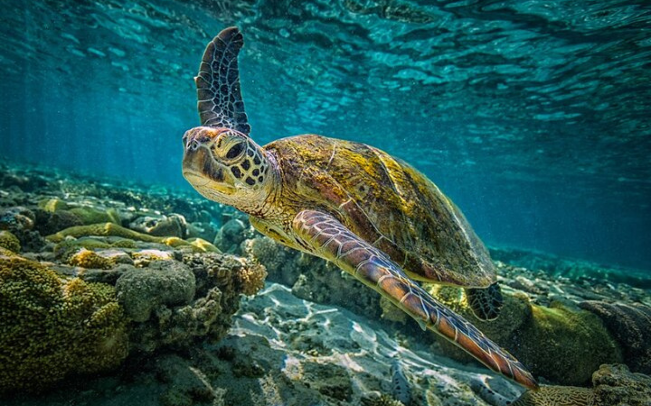 Sea turtle swims through crystal clear water with coral reef below.
