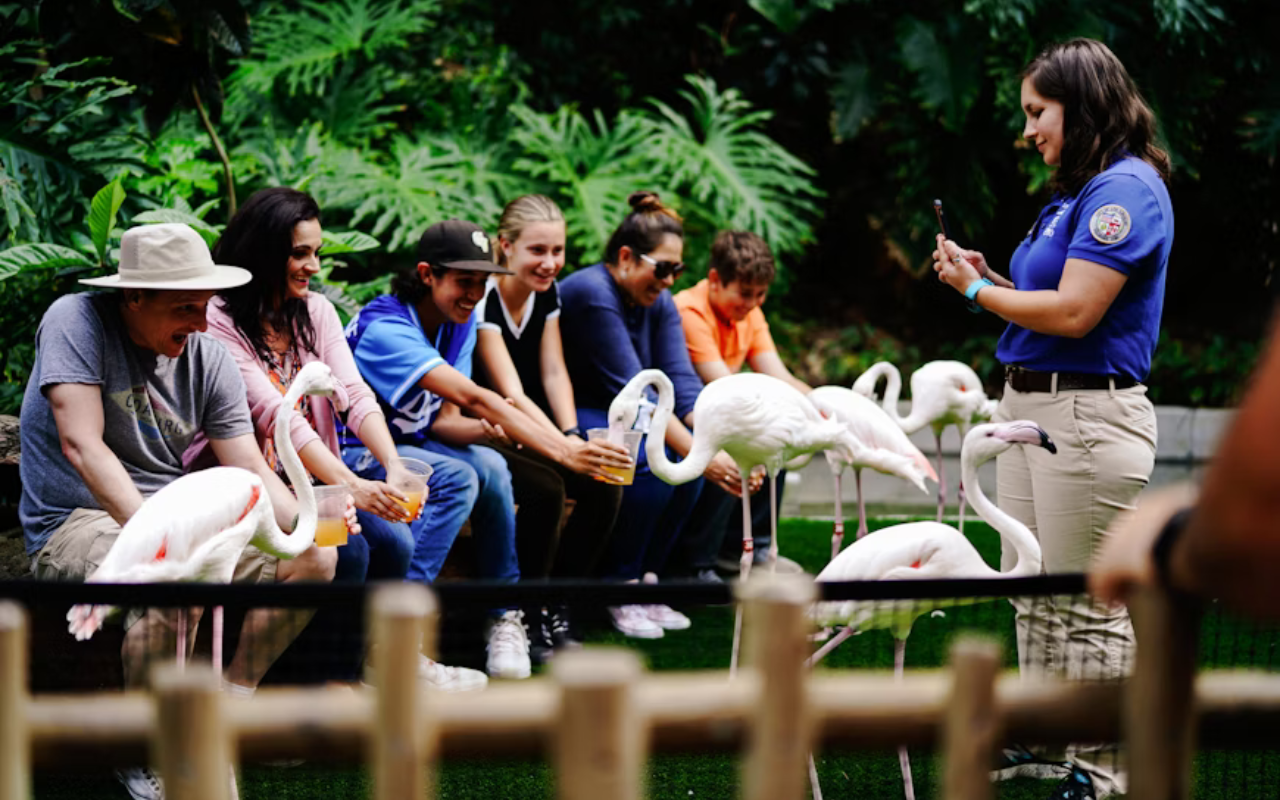 Tour guide treating guests to an experience with flamingoes 