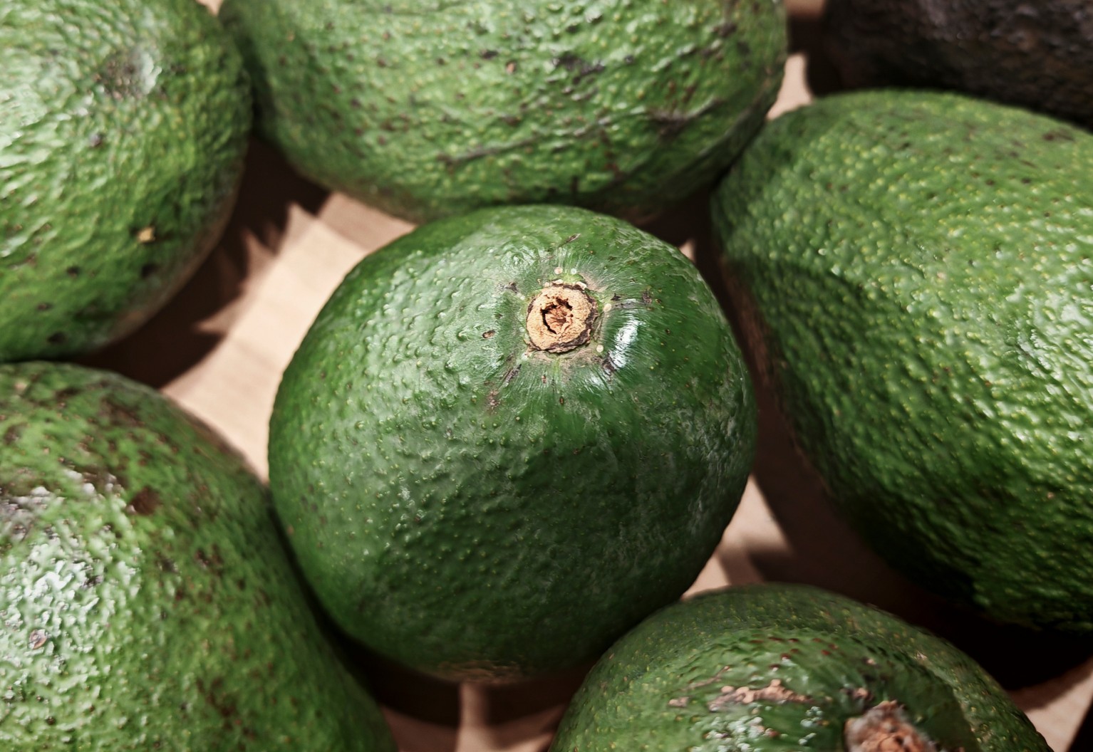 California Avocado Festival