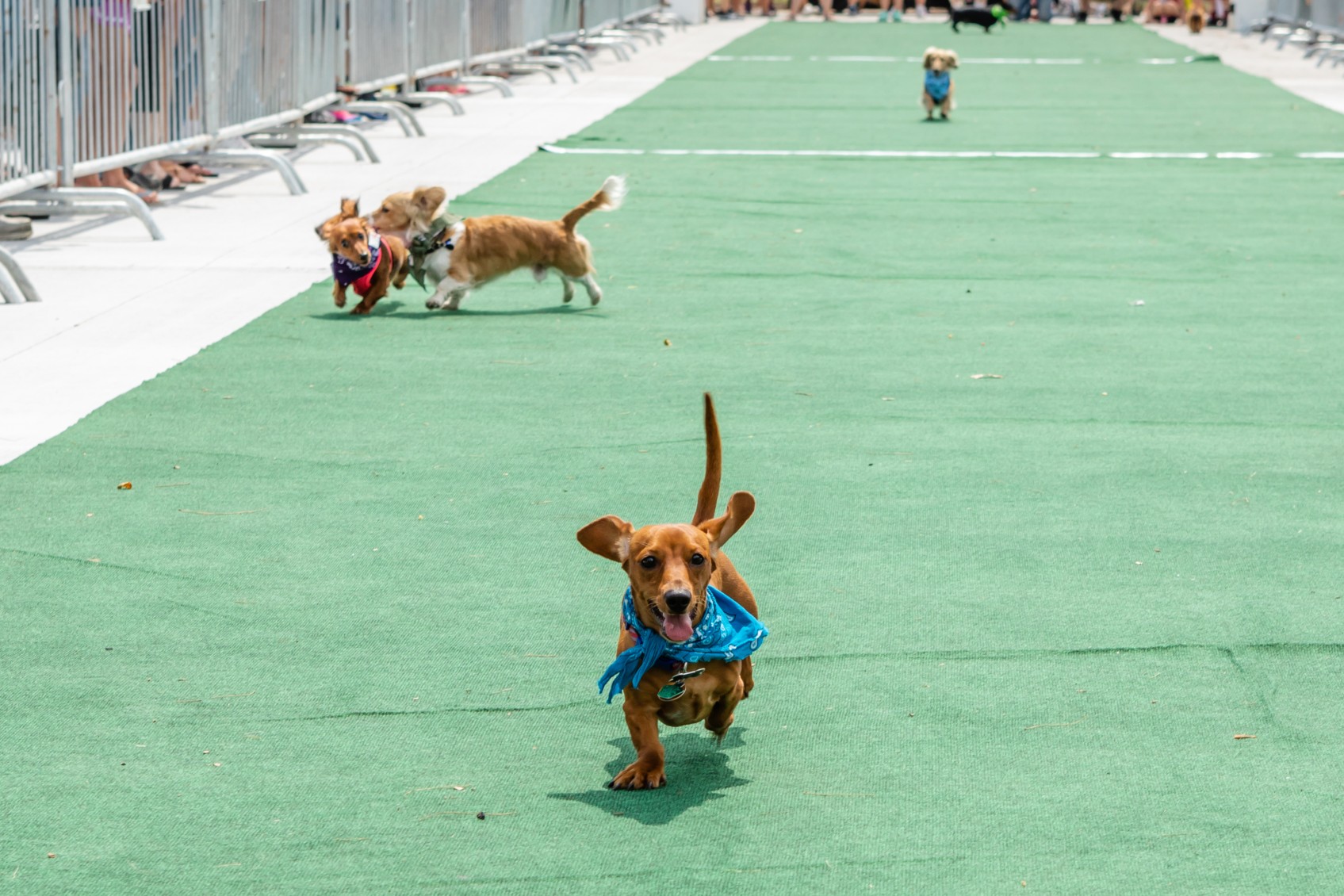 Wiener dog race