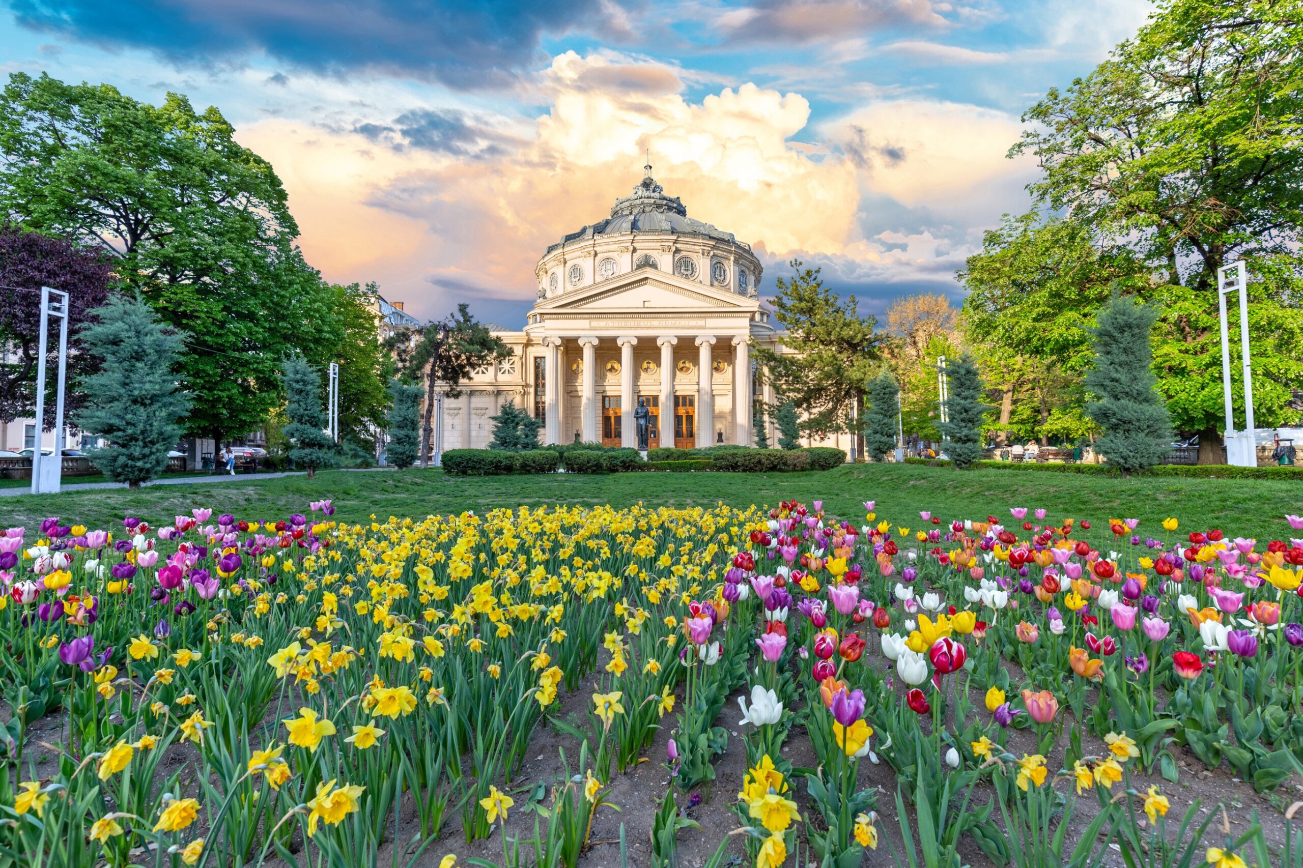 Romanian Athenaeum in Bucharest at sunset with tulips and daffodils in bloom.