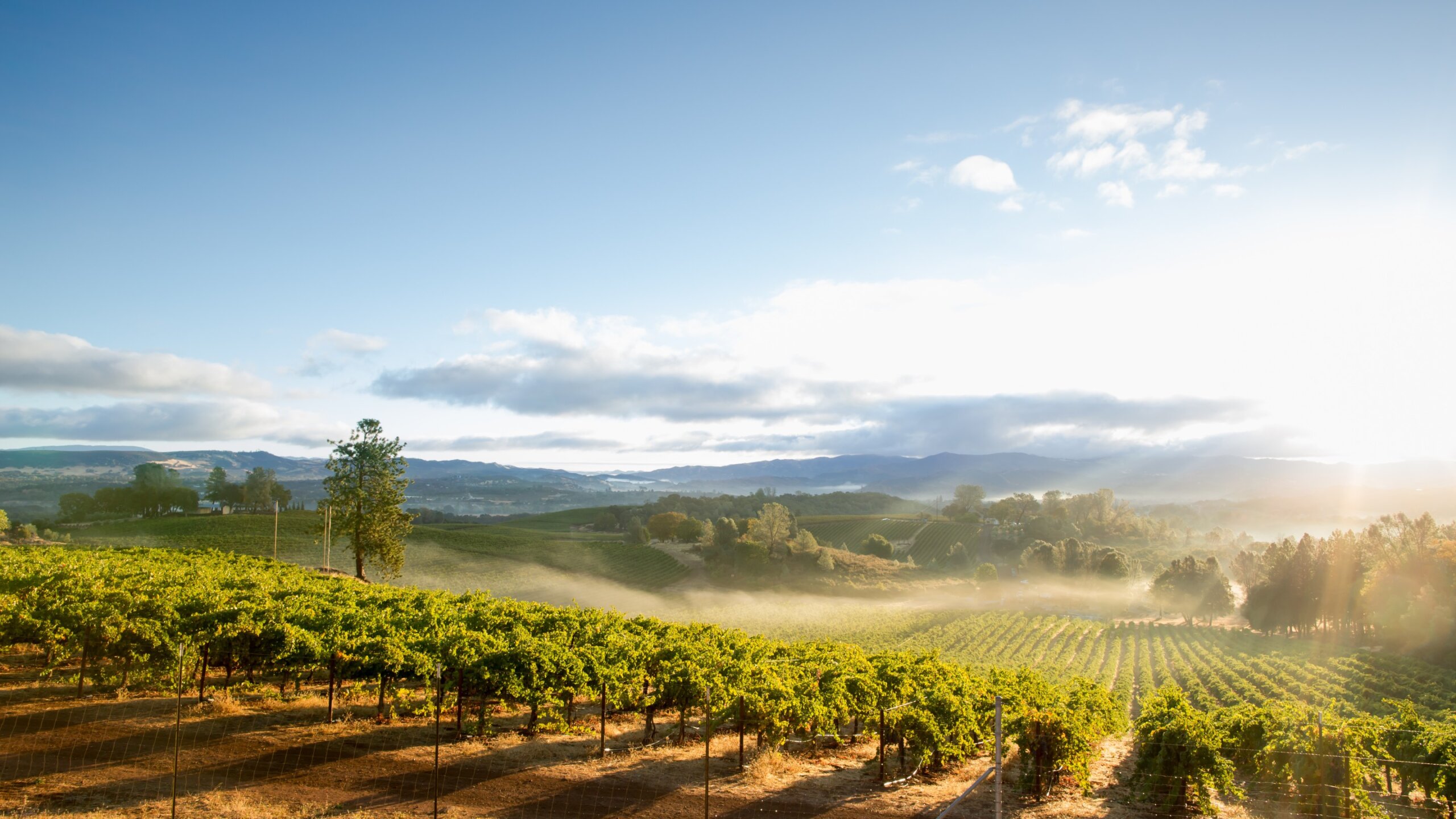 Sunrise Mist over California Vineyard Landscape
