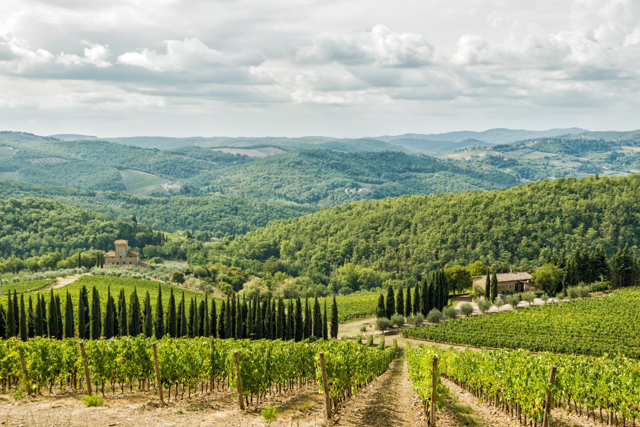 Vineyards landscapes in the morning in Albola in the Chianti region.