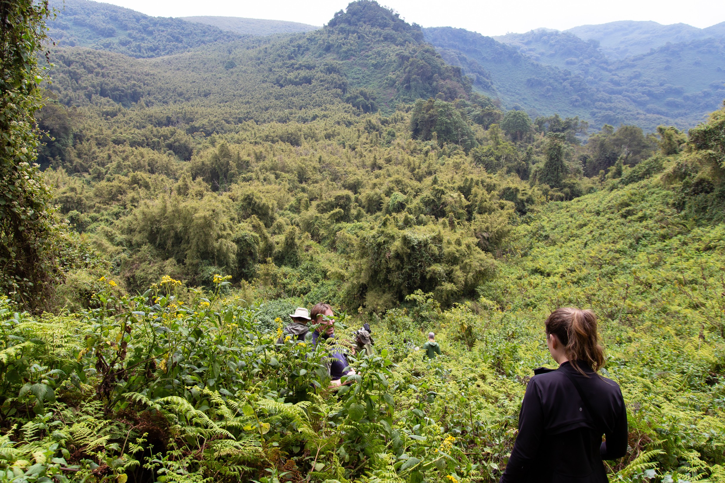 ourist trekking in Rwanda's Volcanoes National Park to see endangered mountain gorillas in their natural habitat