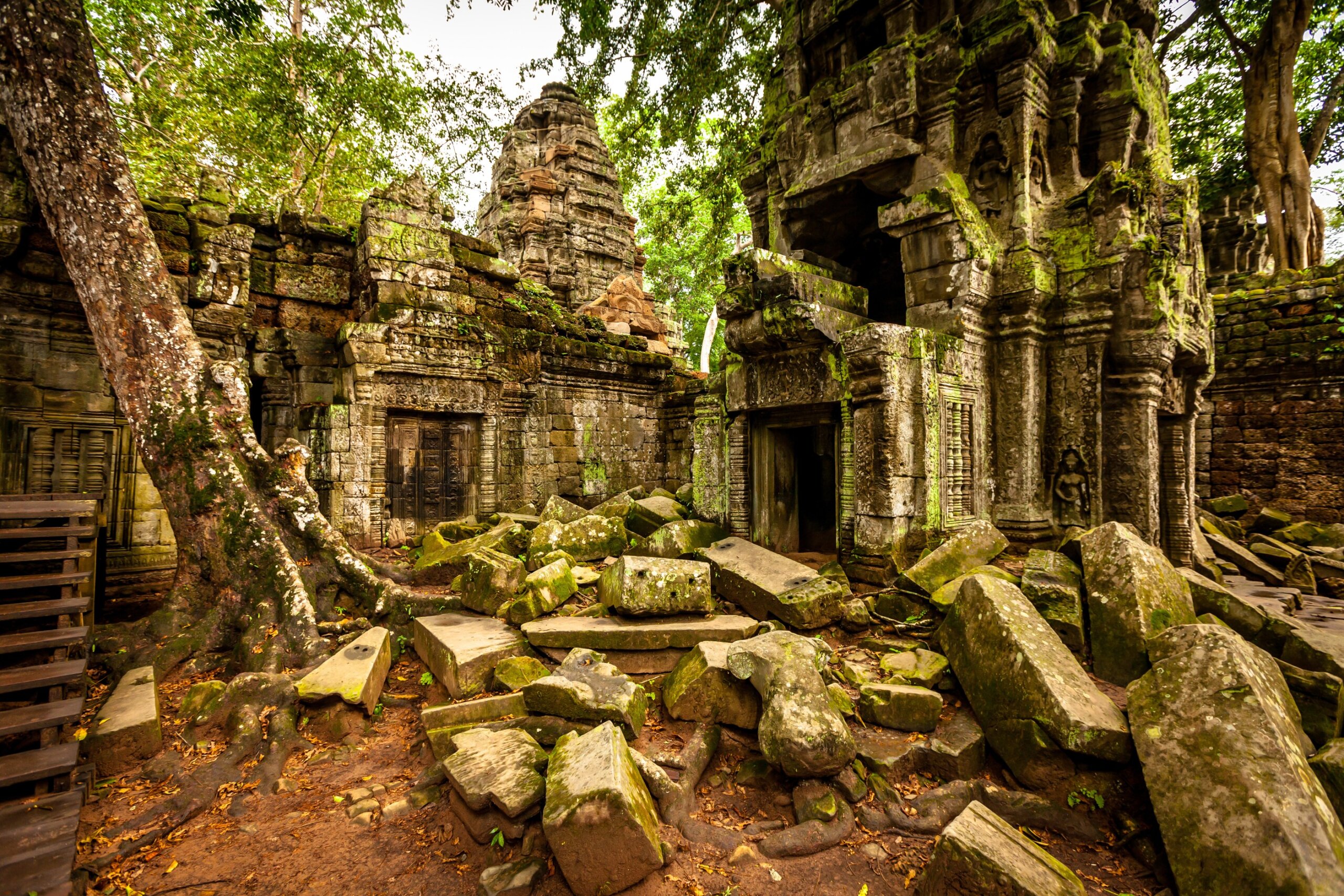 Tree of Ta Prohm, Angkor Wat