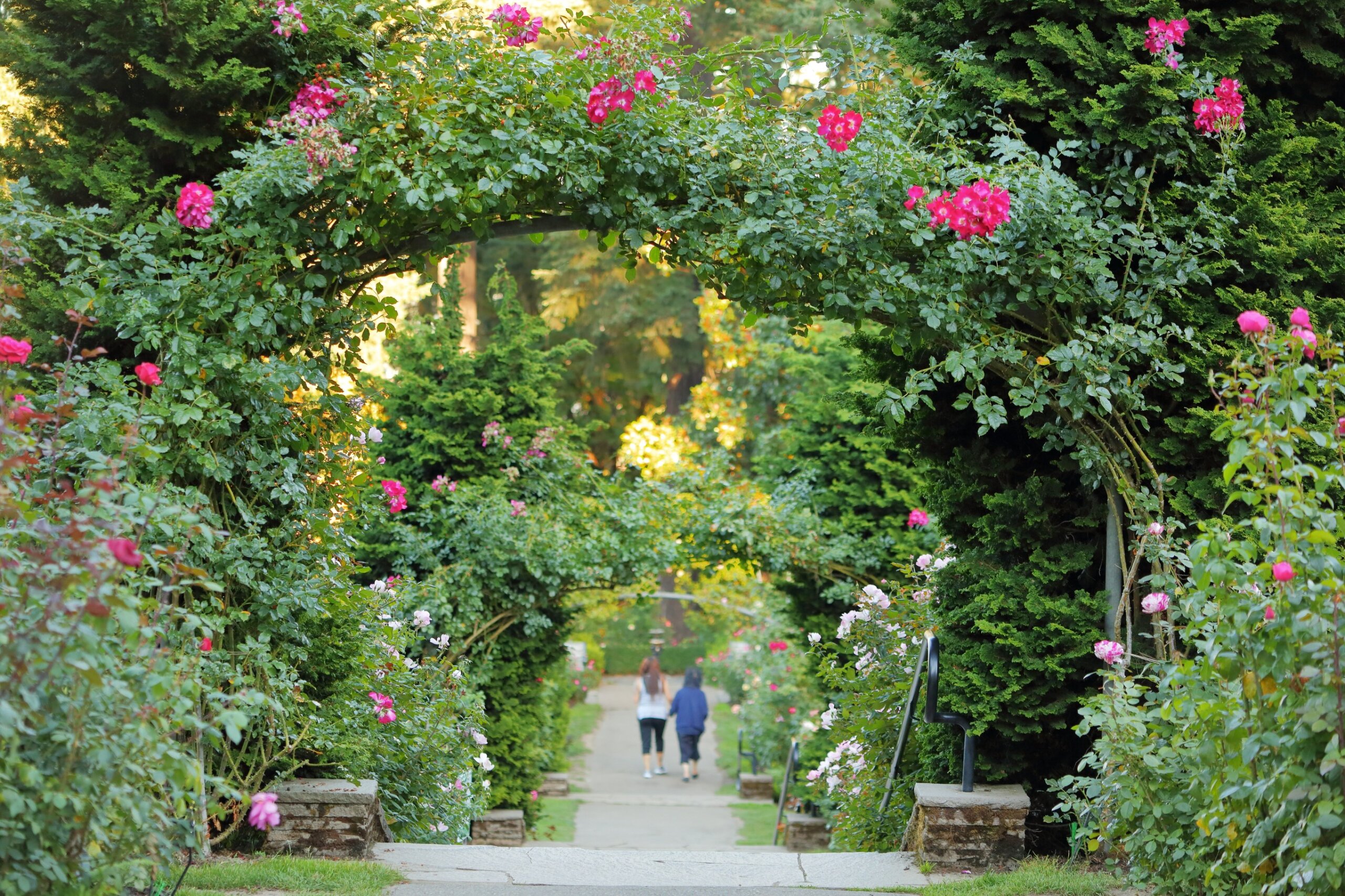 Rose Flower, International Rose Test Garden