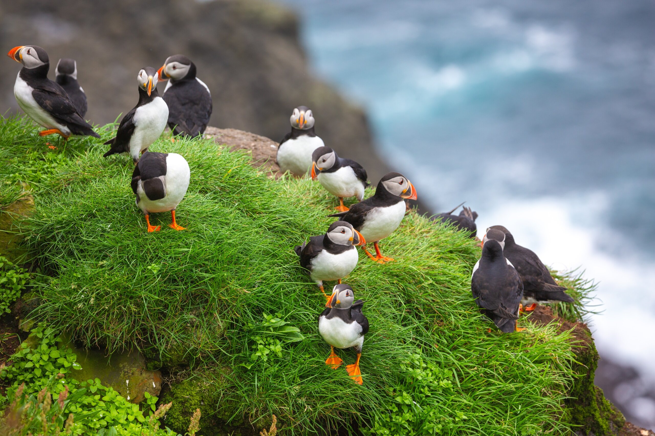 Puffins of the Faroe Islands, Mykines, Denmark, Europe