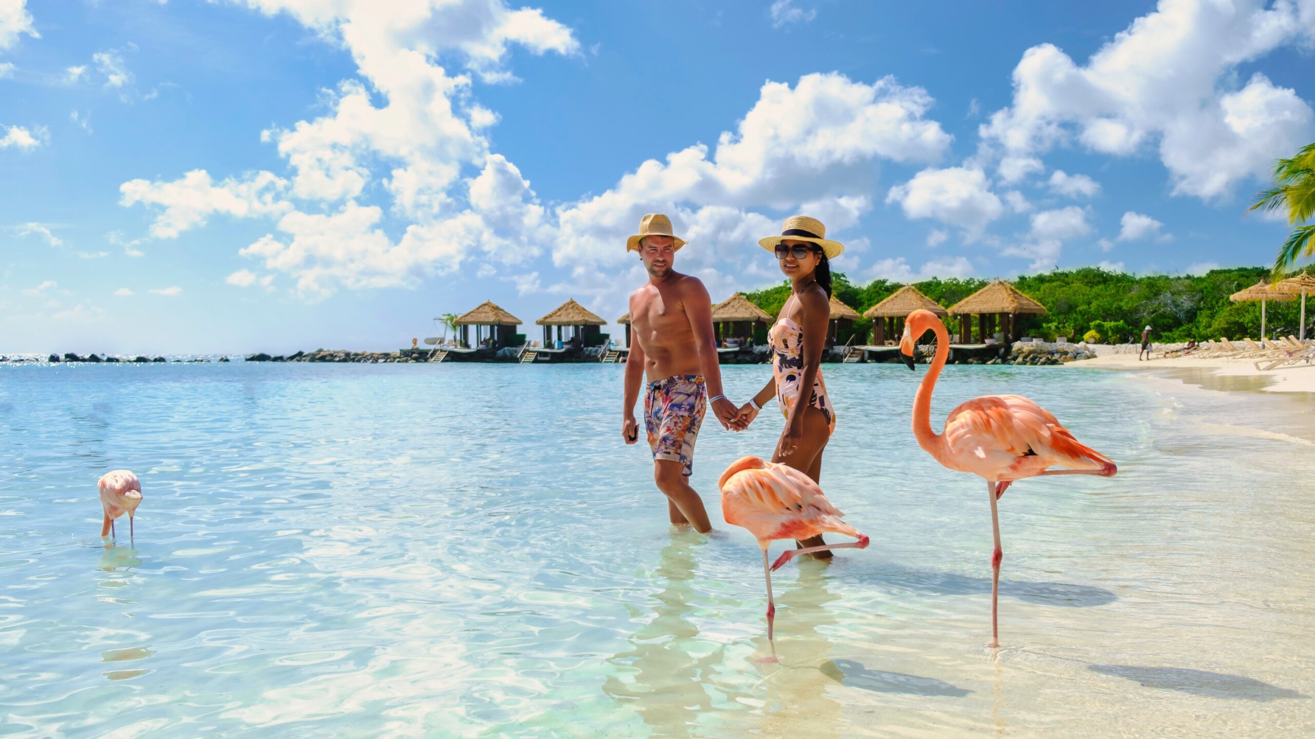 Aruba Beach with pink flamingos at the beach, a couple of men and women on the beach with pink flamingos at Aruba Island Caribbean.