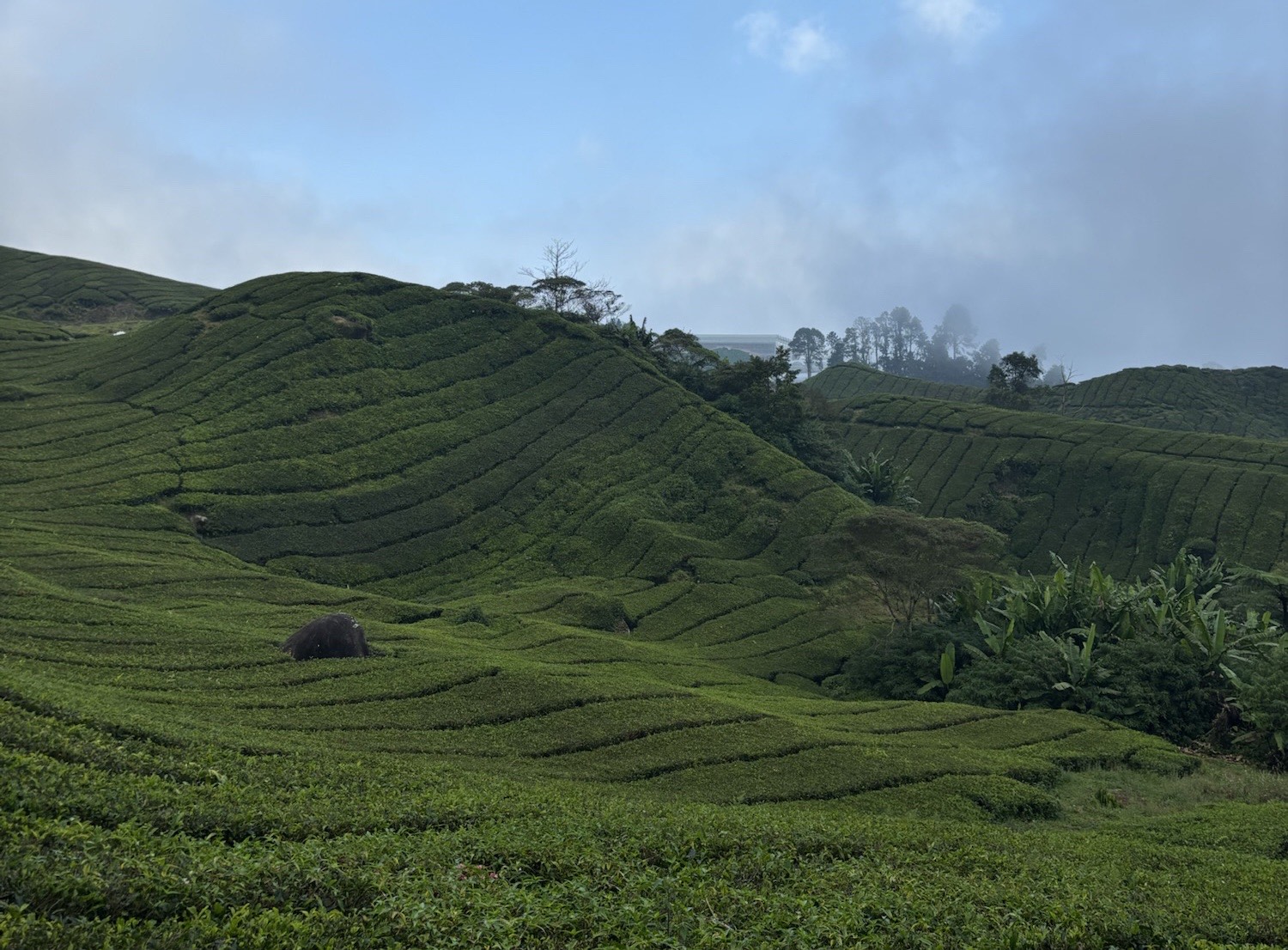 The only view of the tea plantations I got during my 2 days in the Cameron Highlands. 