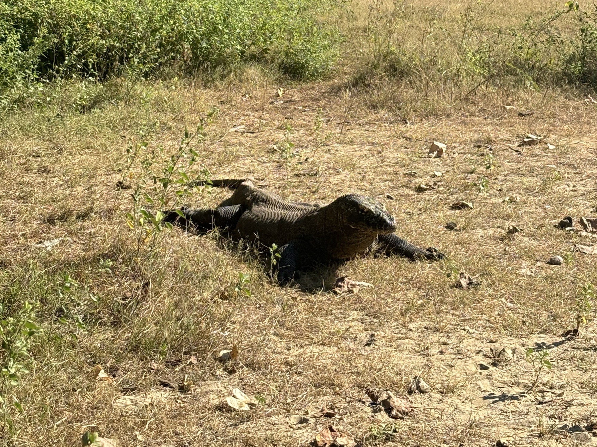 Komodo Dragons ojn Komodo Island, the main hub of Komodo National Park.