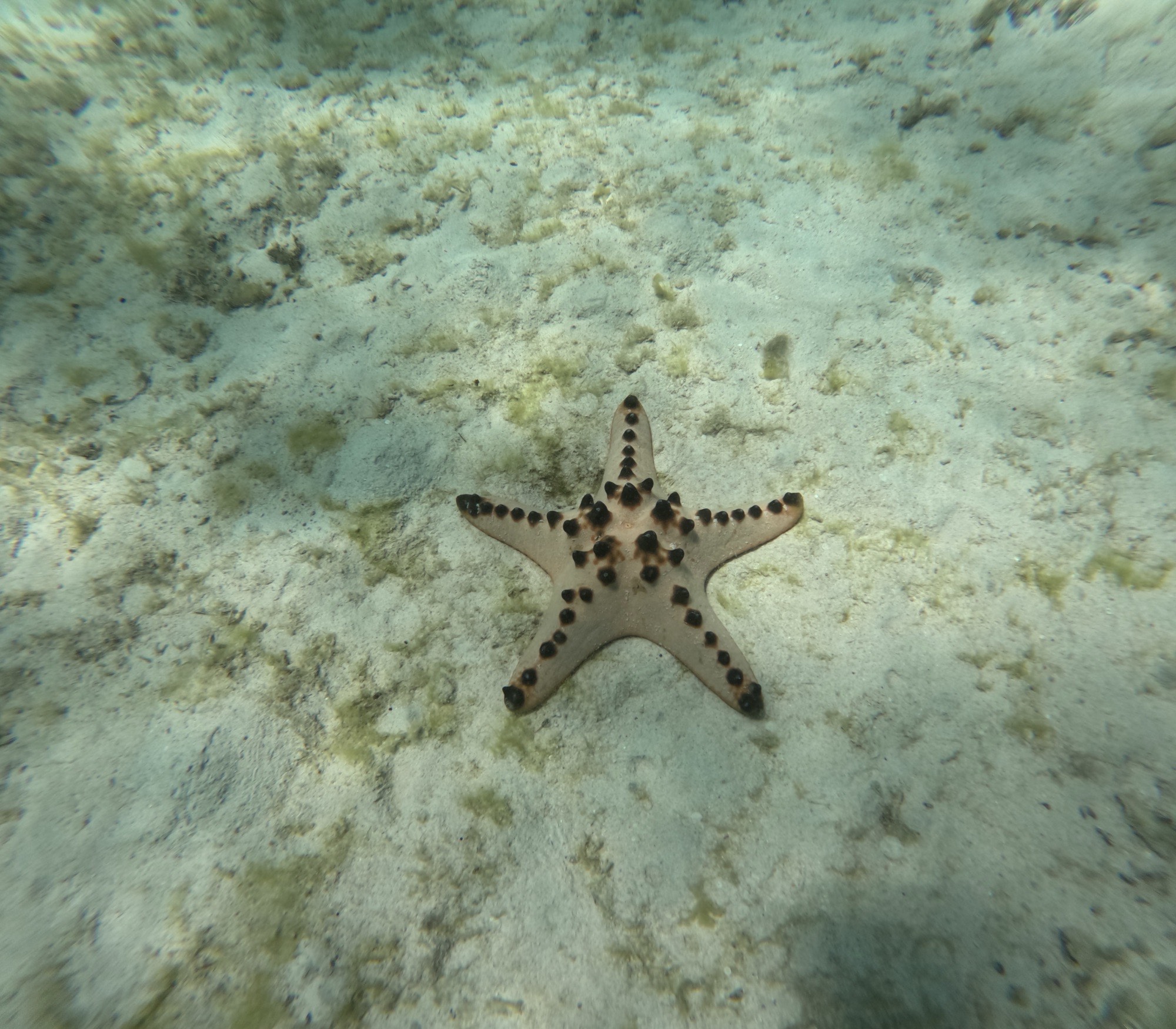 One of the many star fish freedivers can find all over Port Barton's popular snorkel spots.