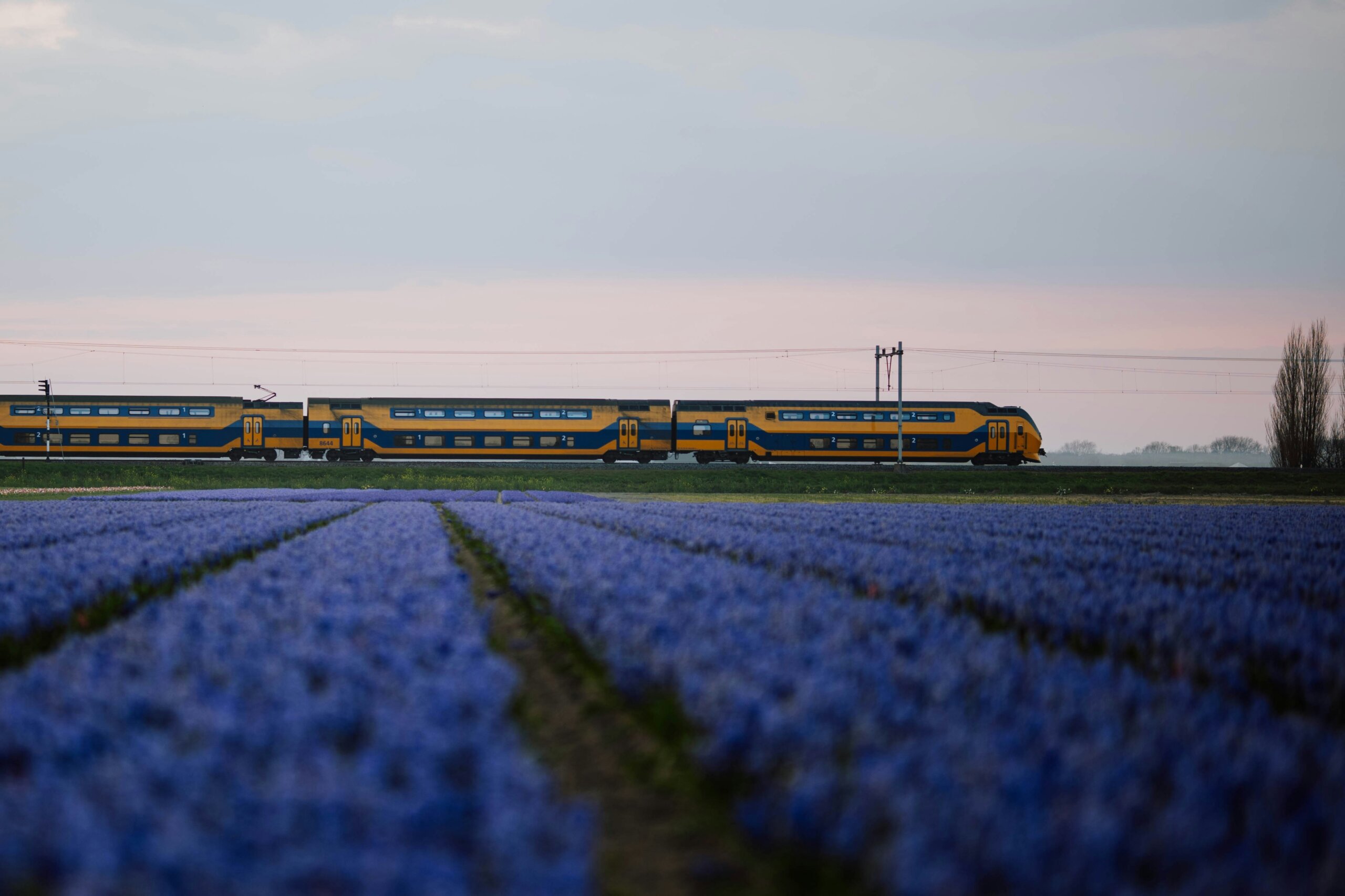 Yellow and black passenger train heading past a field of vibrant purple flowers