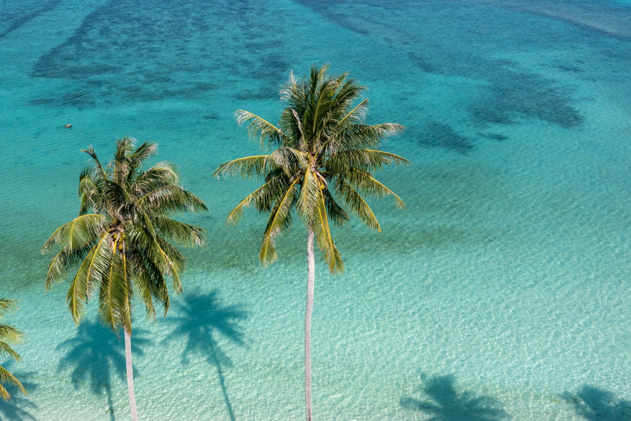 Tropical beach with crystal-clear turquoise water and palm trees swaying in the breeze under a bright blue sky.
