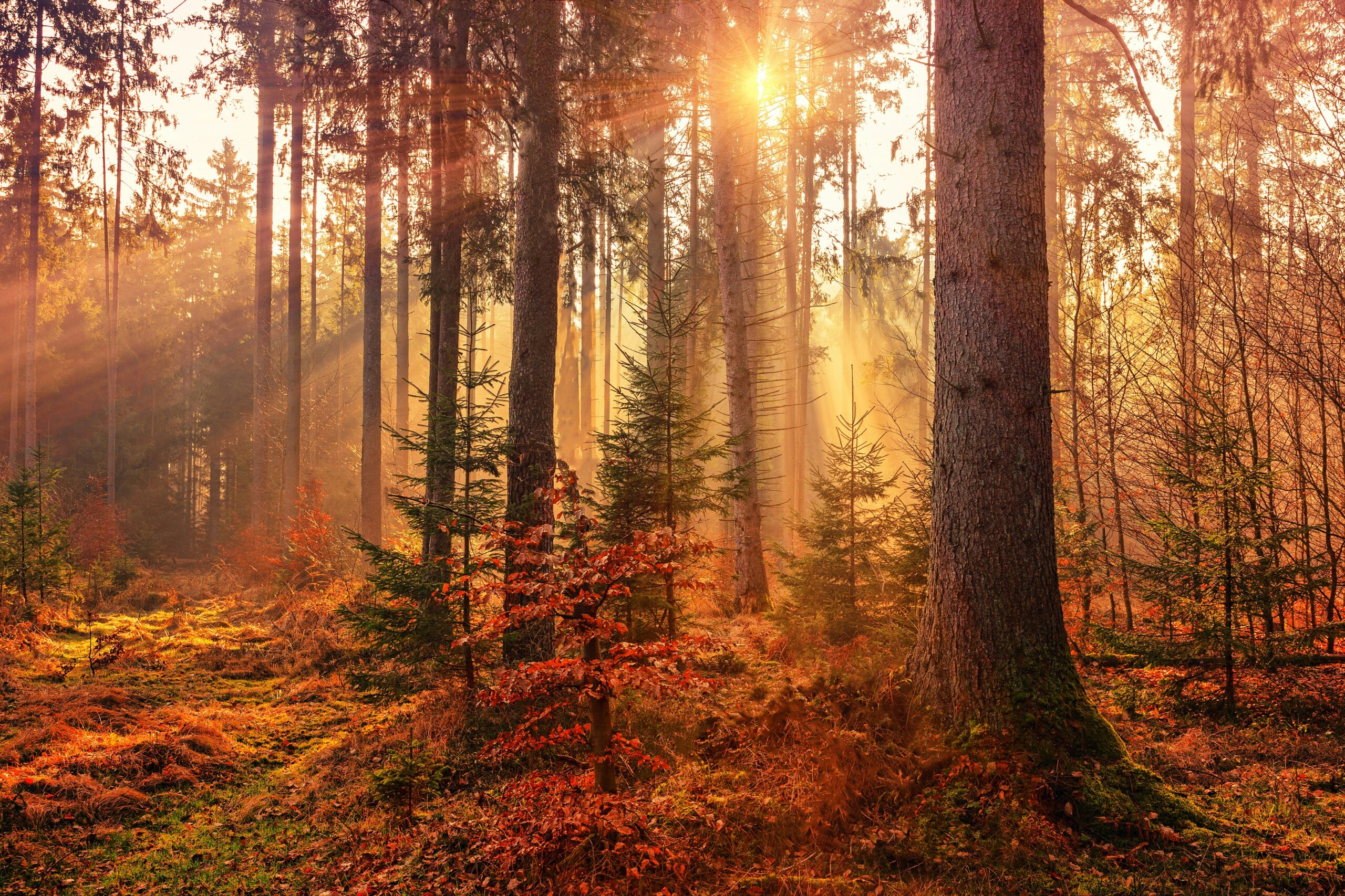 autumn