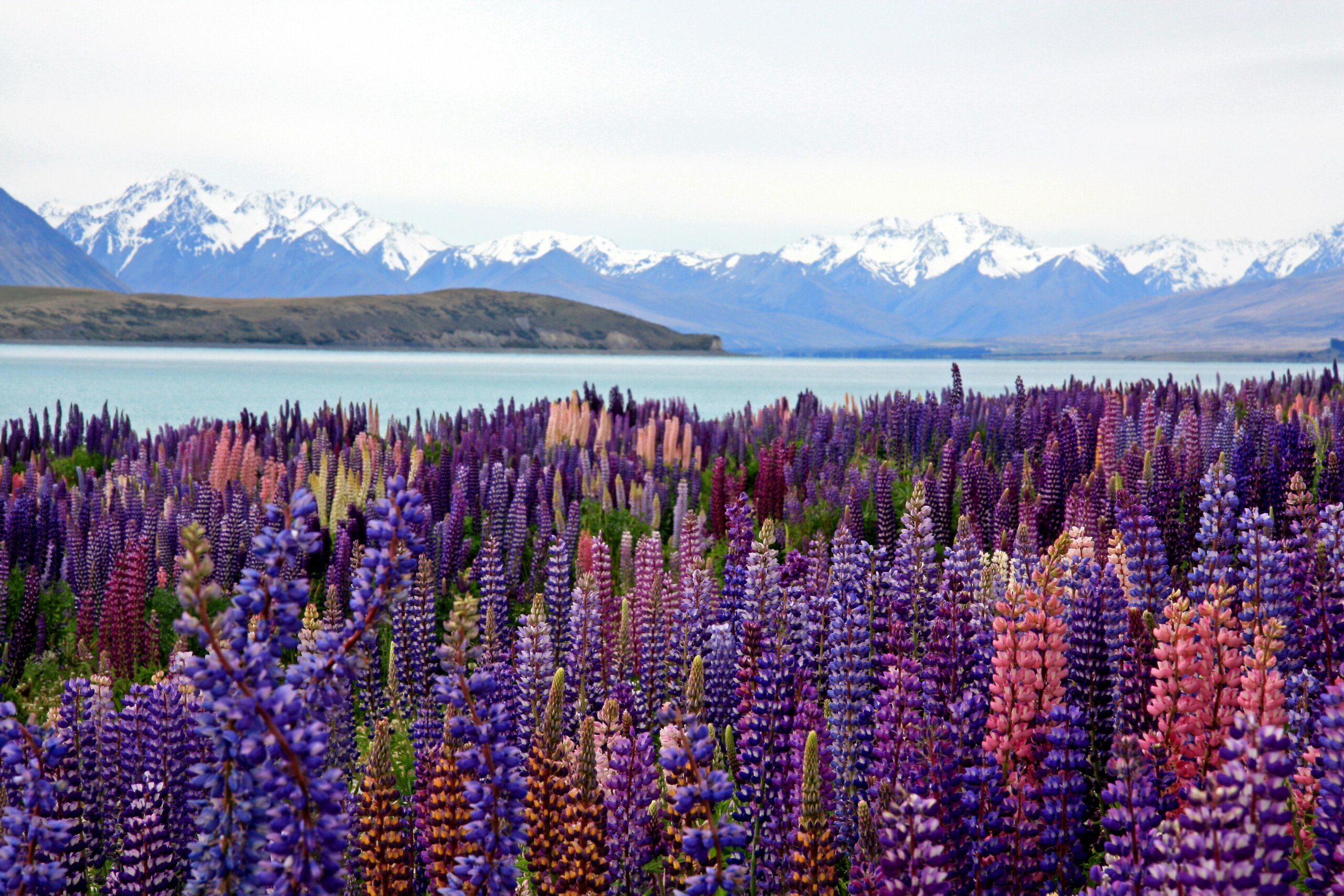 lake tepako, new zealand
