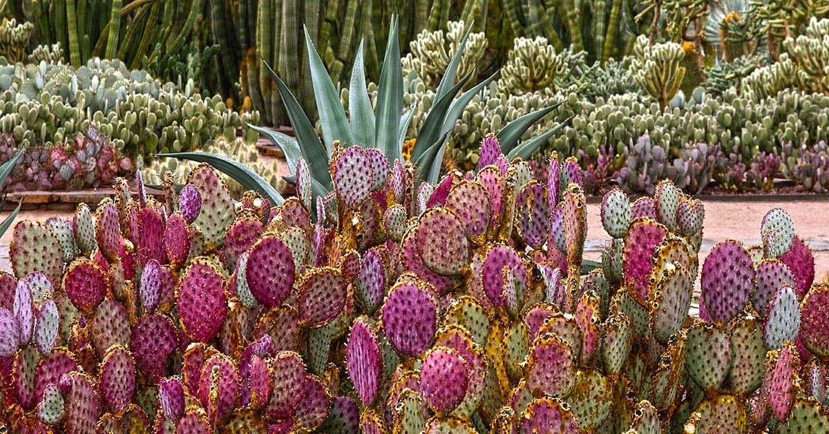 desert botanical garden, phoenix, az