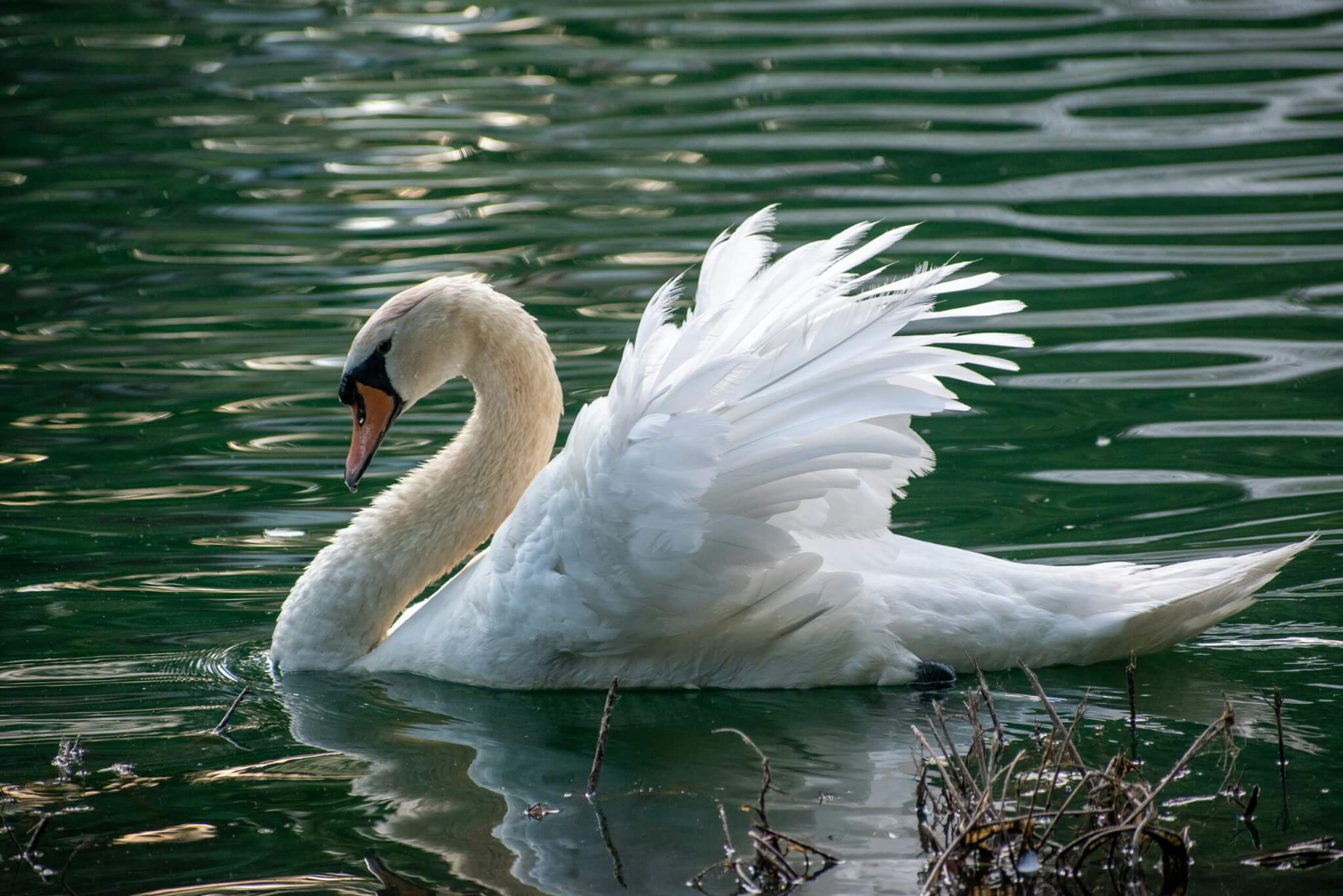 swan in a lake