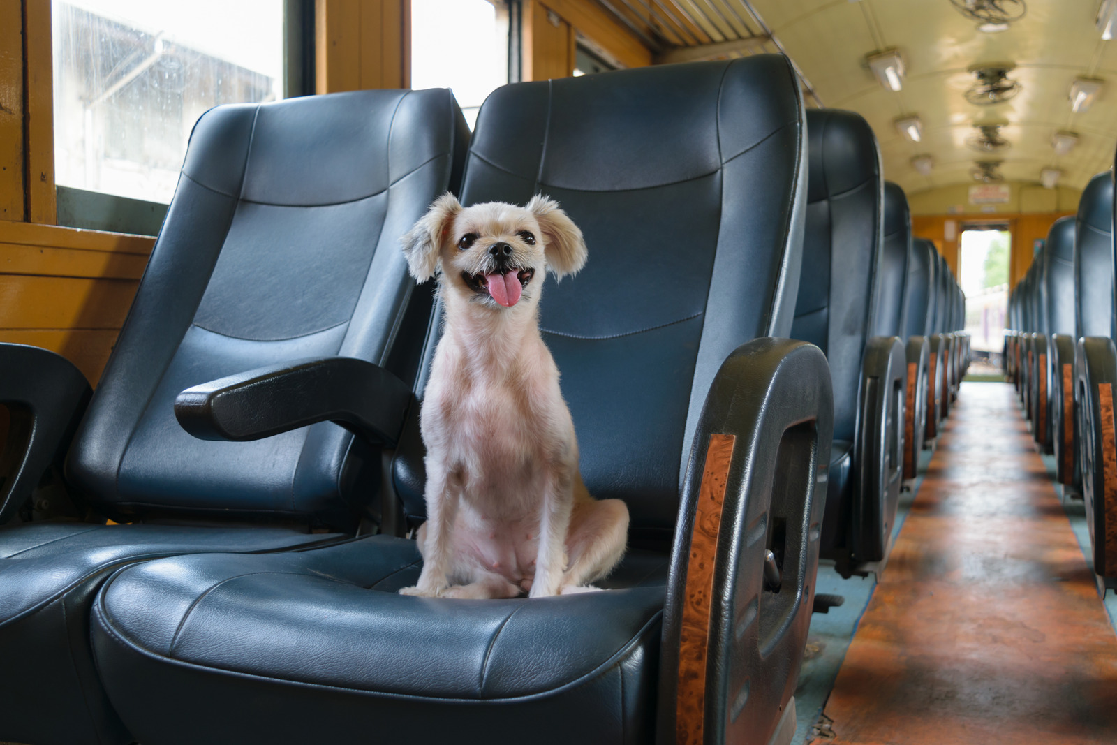 Small scruffy dog has his own seat in an empty train car.