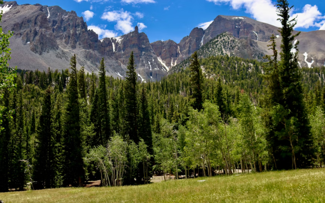 Pine trees and rugged mountain peaks under a bright blue sky in Great Basin National Park, Nevada.